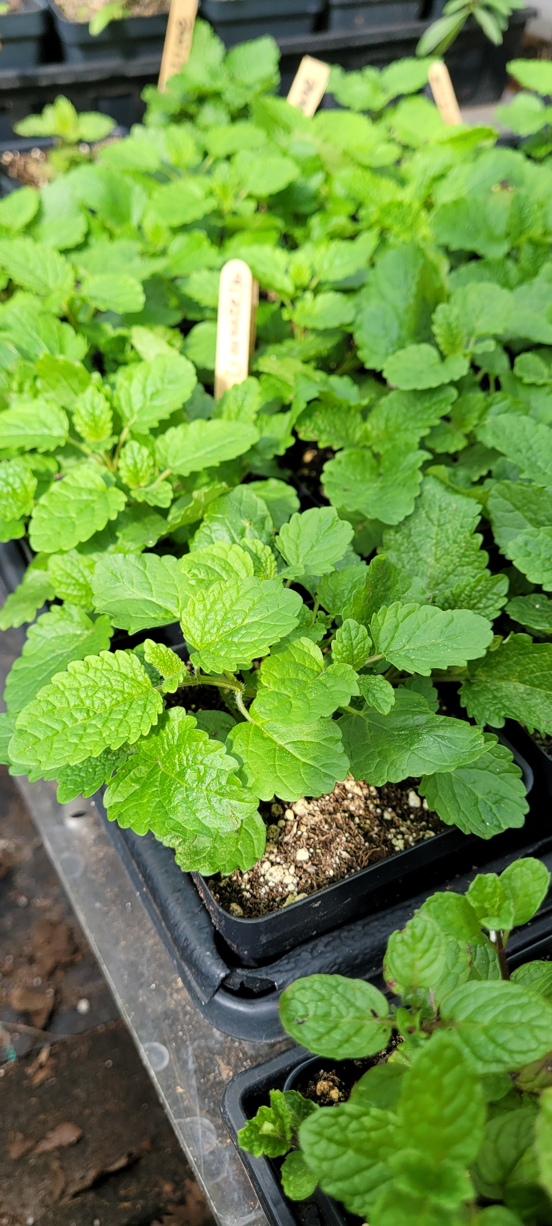 Lemon Balm - Live Plant