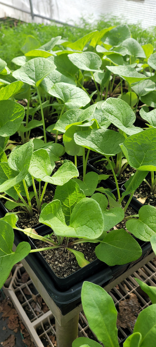 Burdock - Live Plant