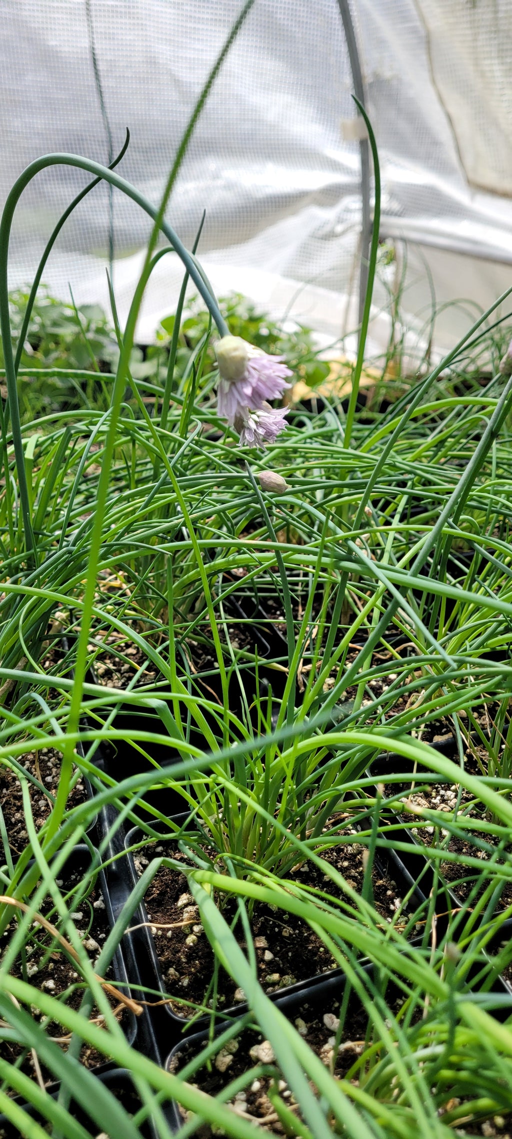 Chives "Onion" - Live Plant
