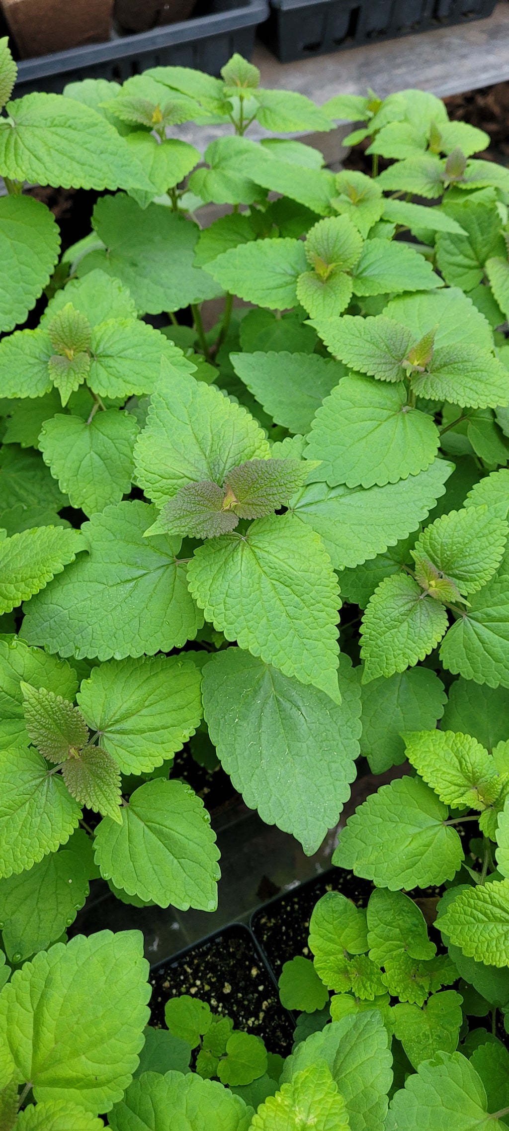 Hyssop "Korean" - Live Plant