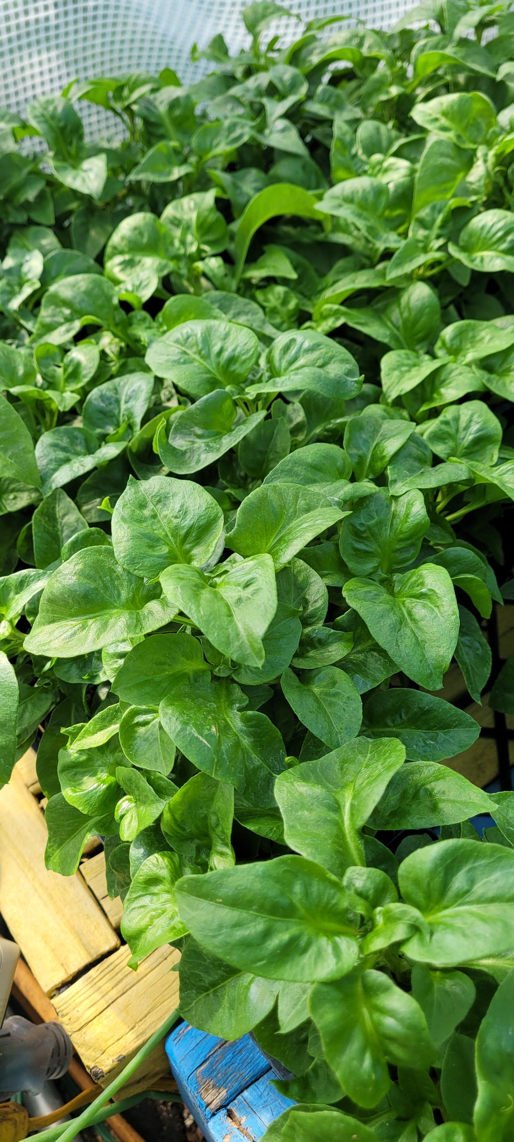 Sissoo Spinach - Live Plant