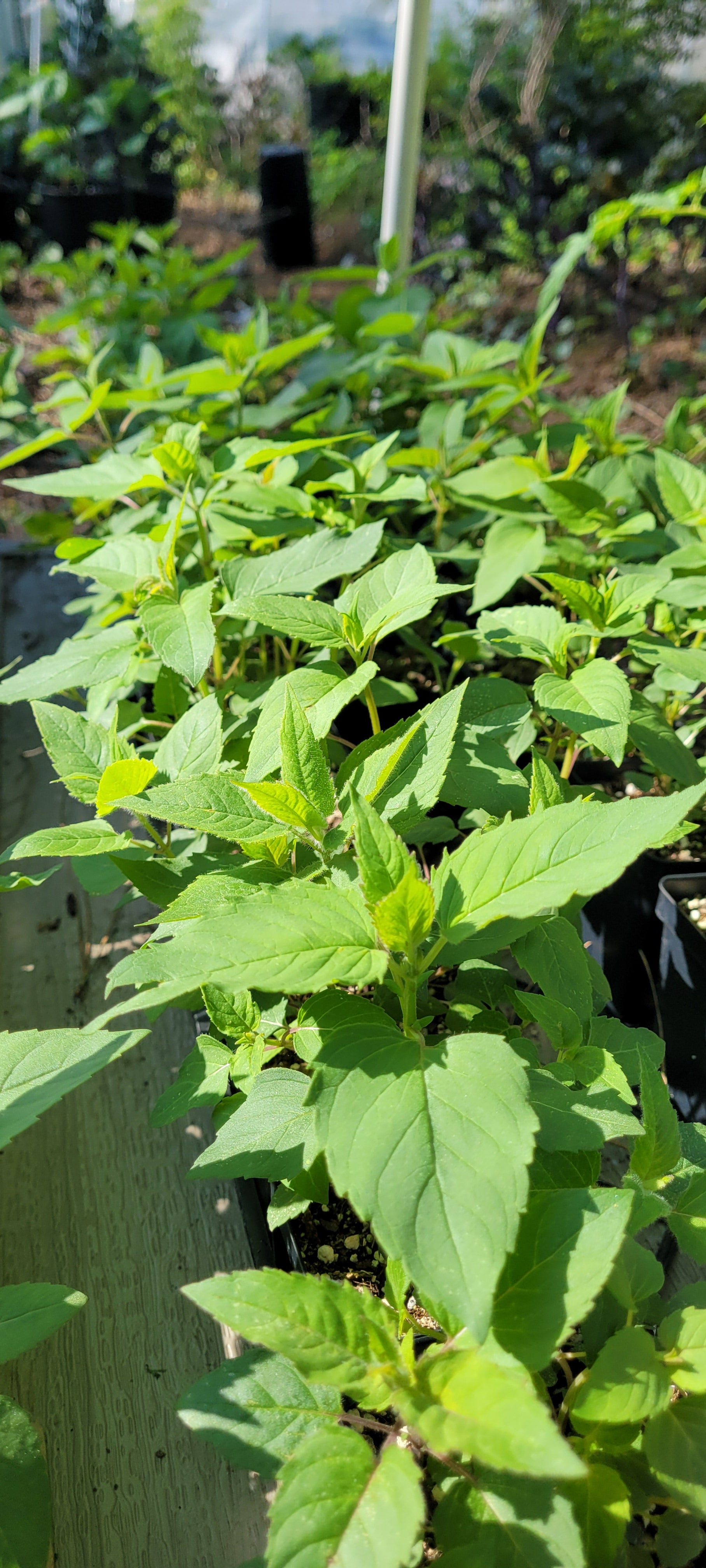 Bee Balm "Wild" - Live Plant