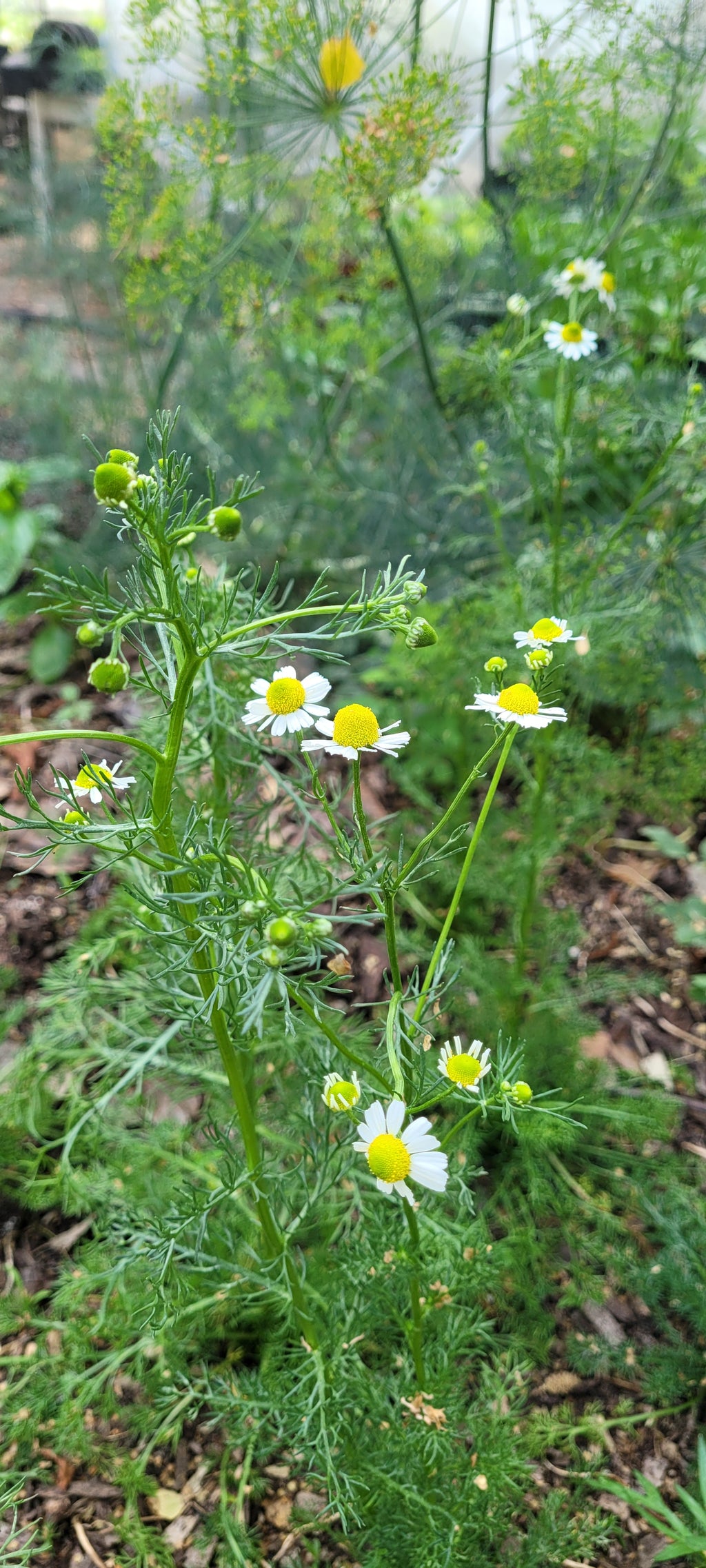 Chamomile - Live Plant