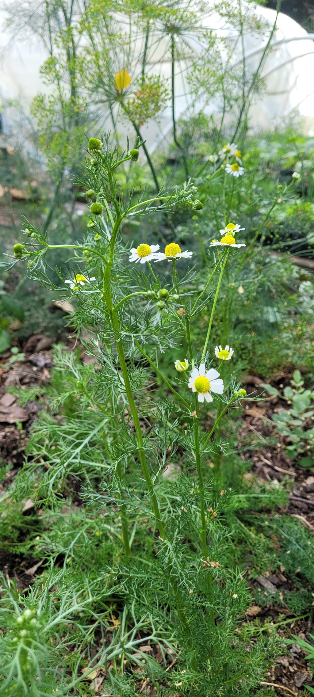 Chamomile "Roman" - Live Plant