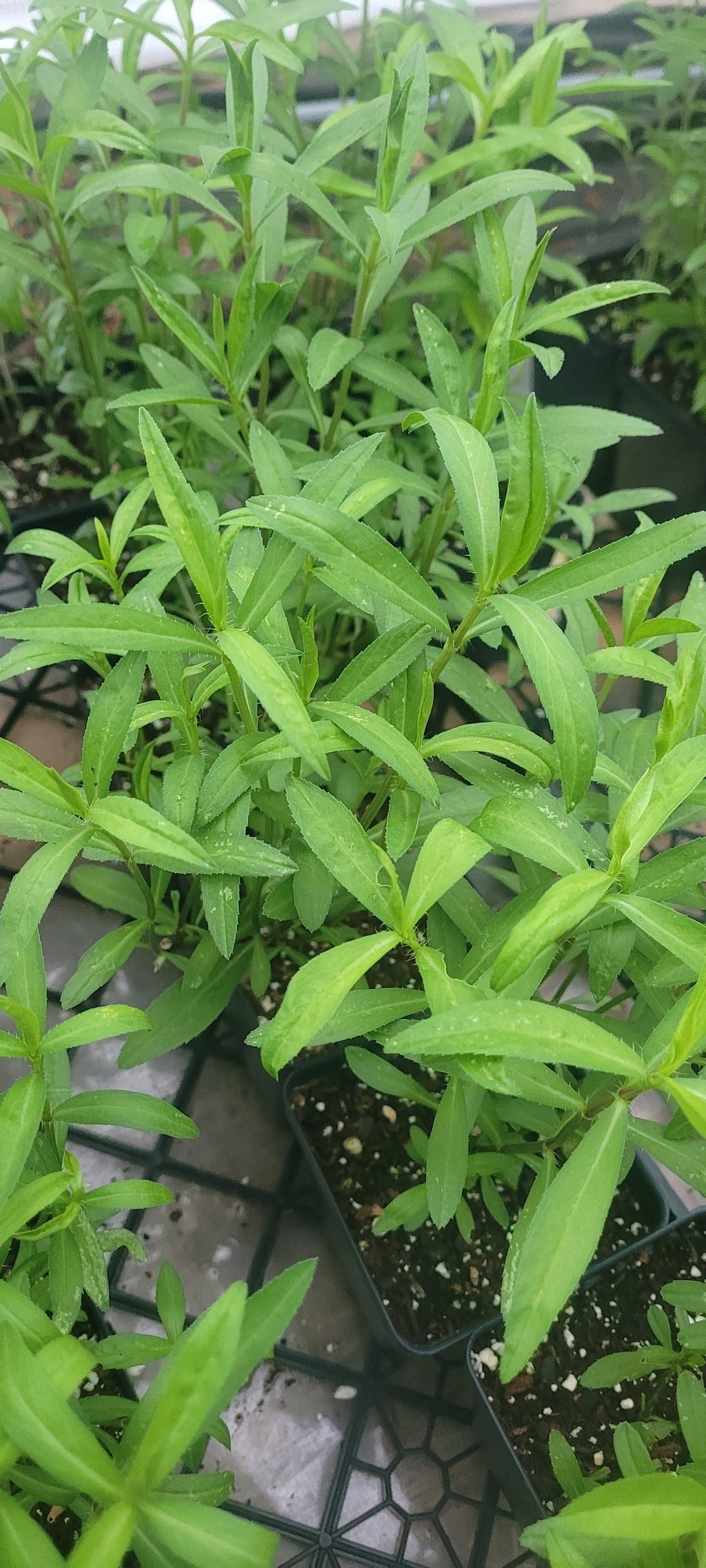 Tarragon "Mexican" - Live Plant