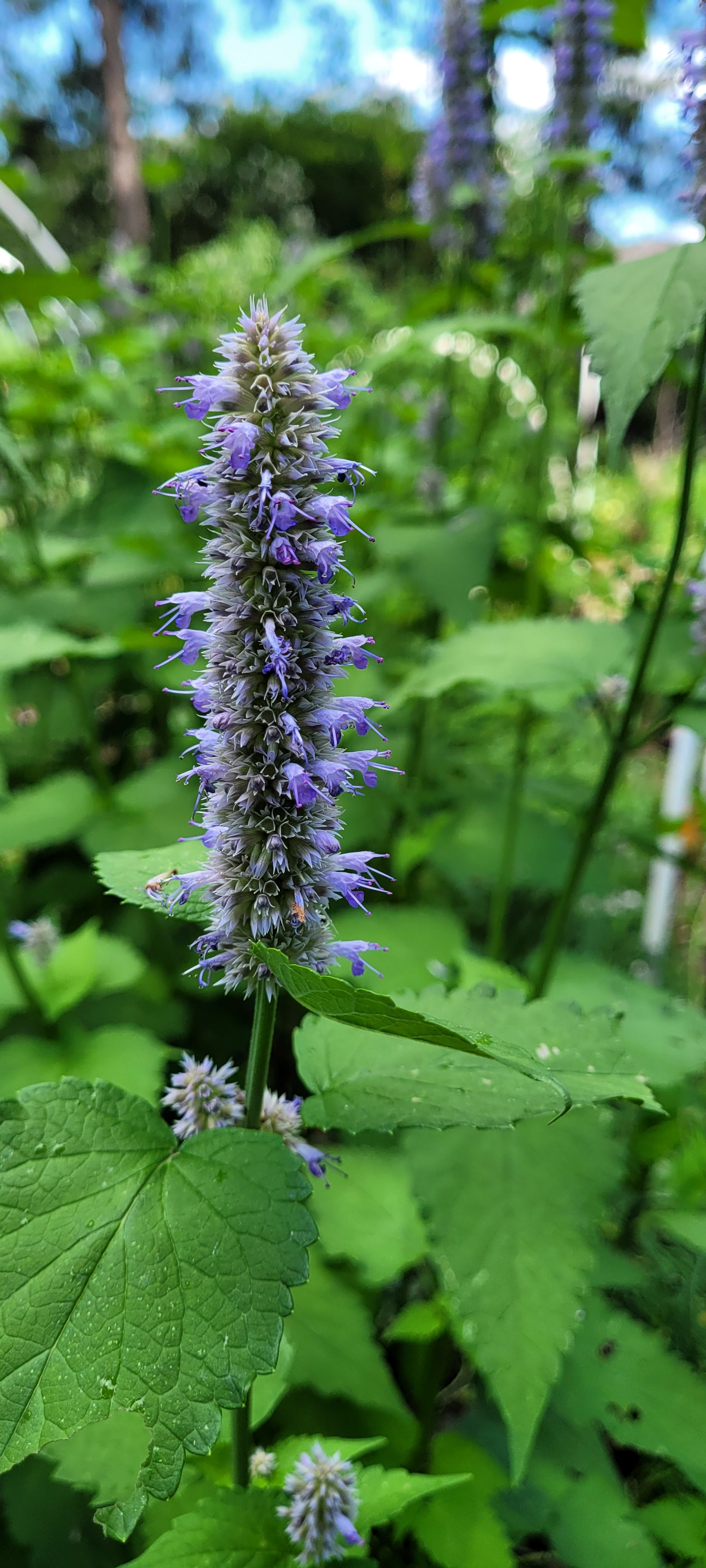 Hyssop "Korean" - Live Plant