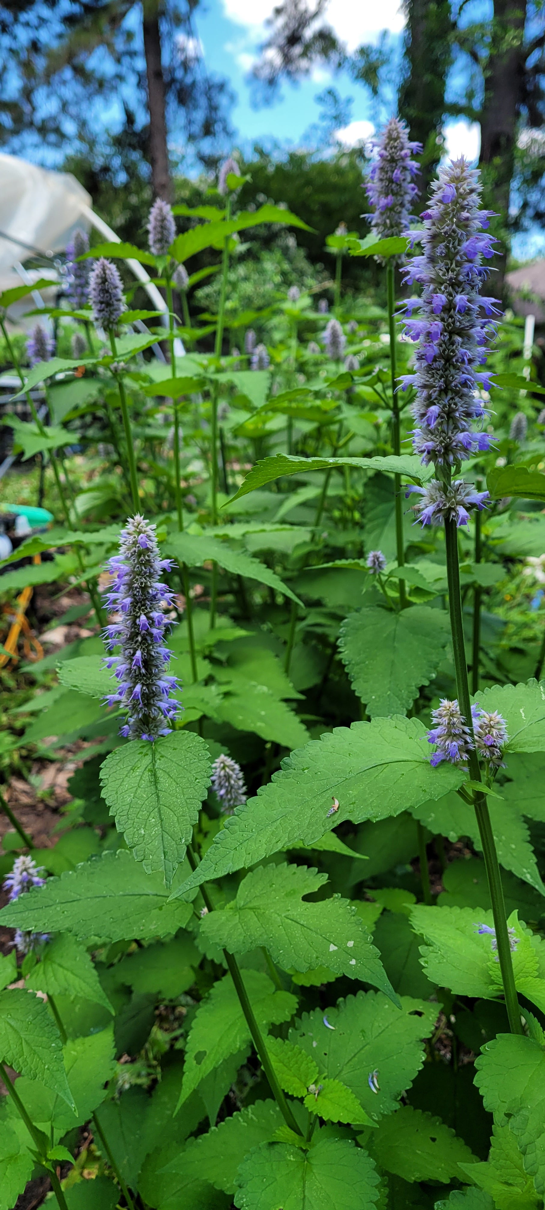 Hyssop "Korean" - Live Plant