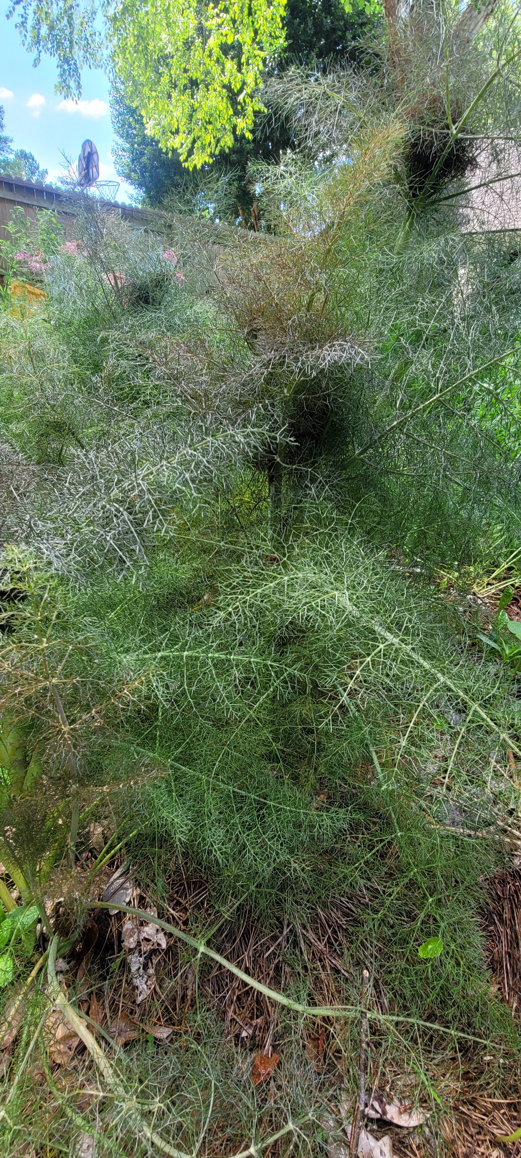 Fennel "Bronze" - Live Plant