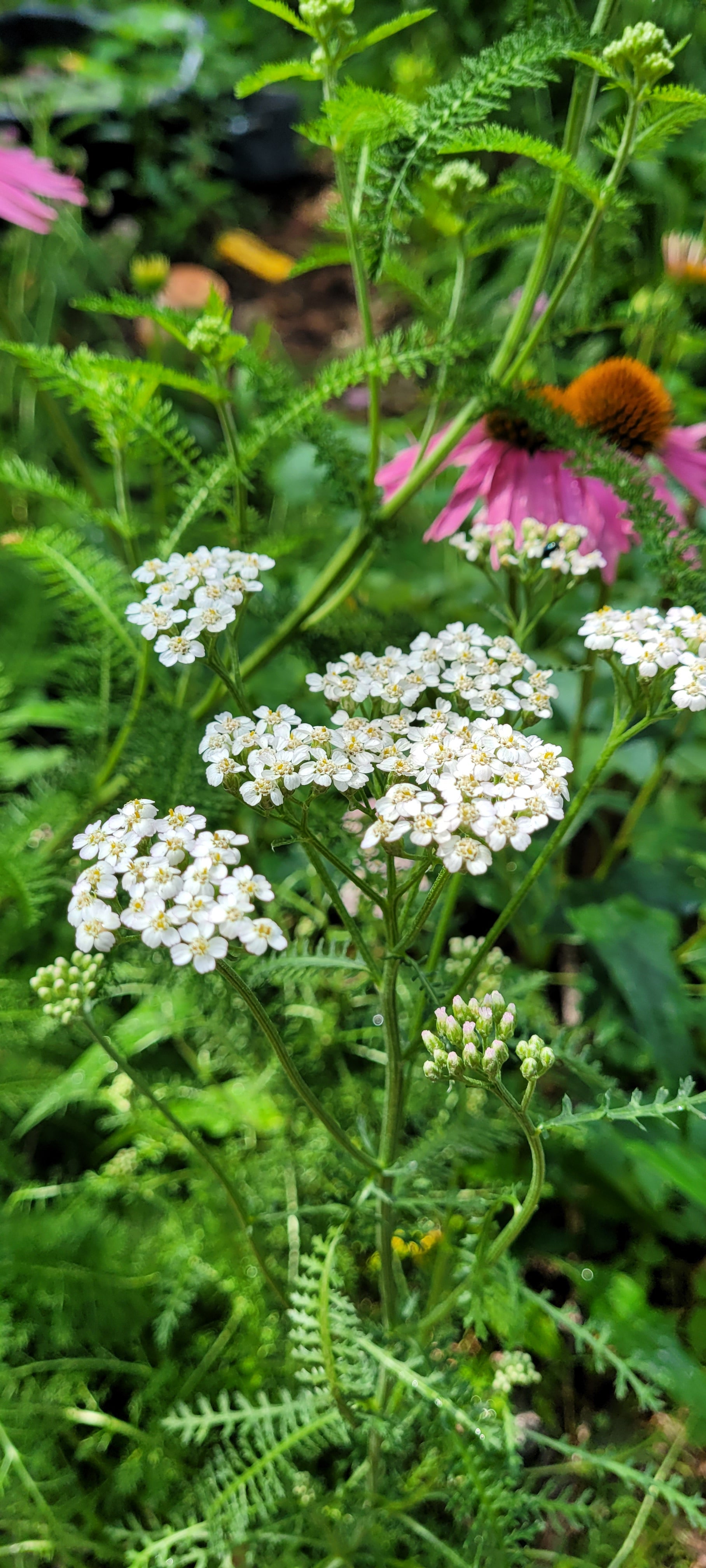 Yarrow - Live Plant
