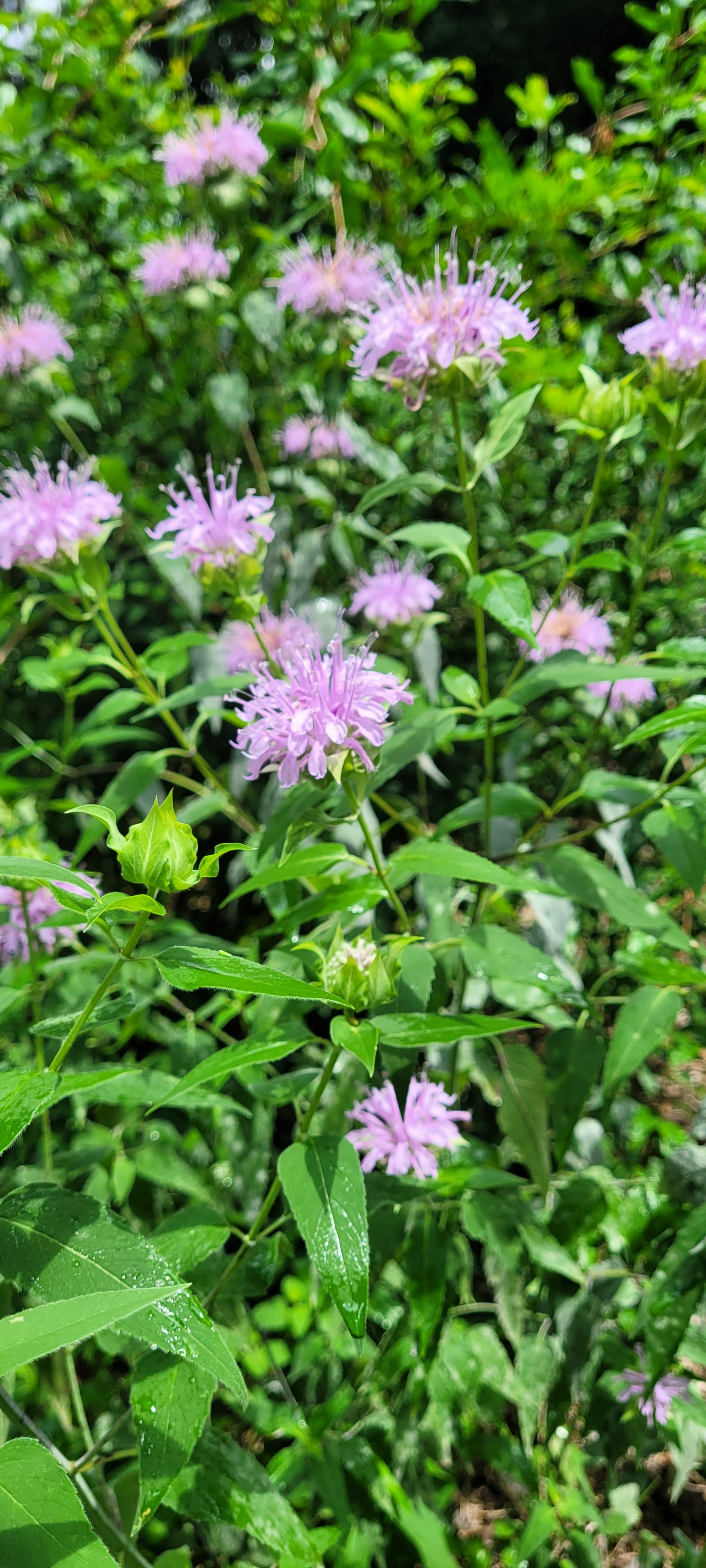 Bee Balm "Wild" - Live Plant