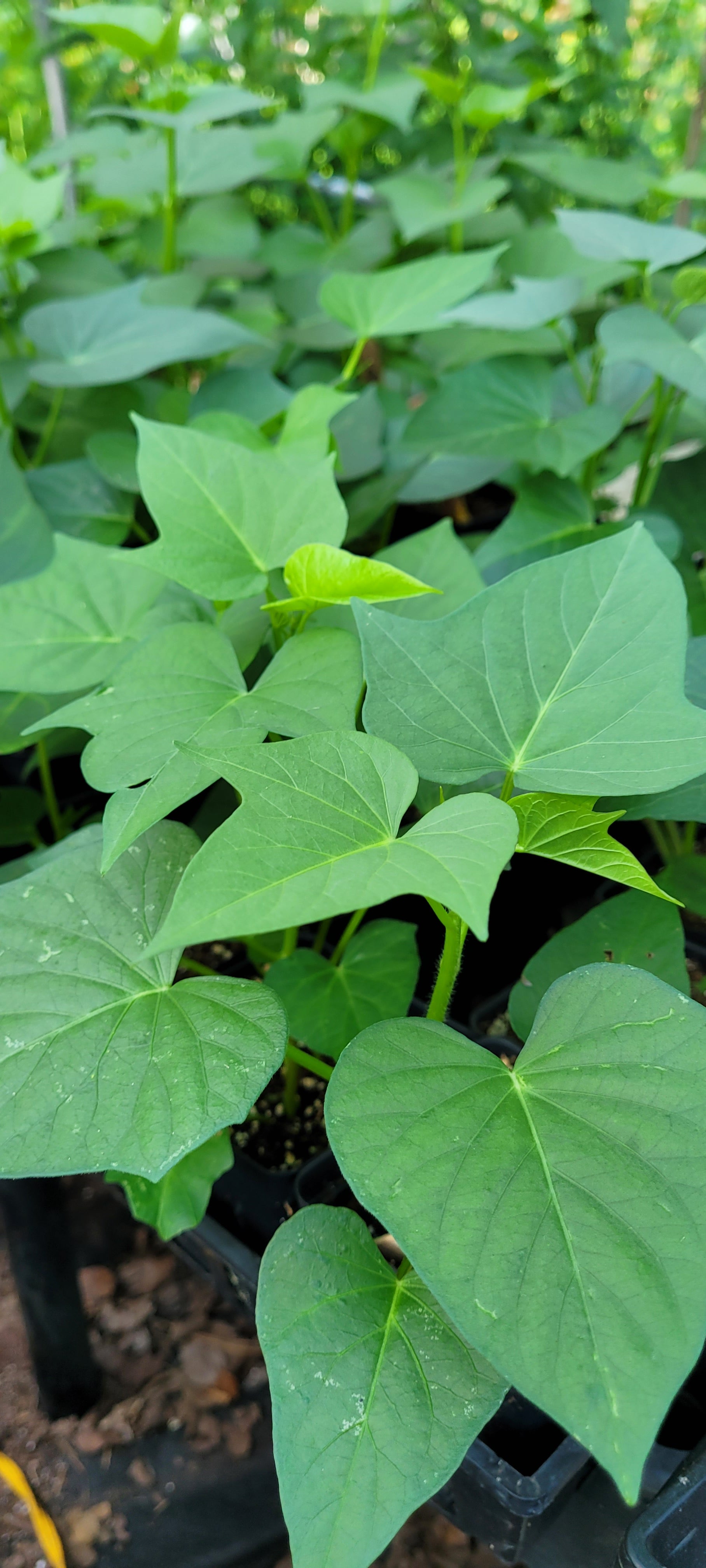 Sweet Potato "Okinawan Purple" - Live Plant
