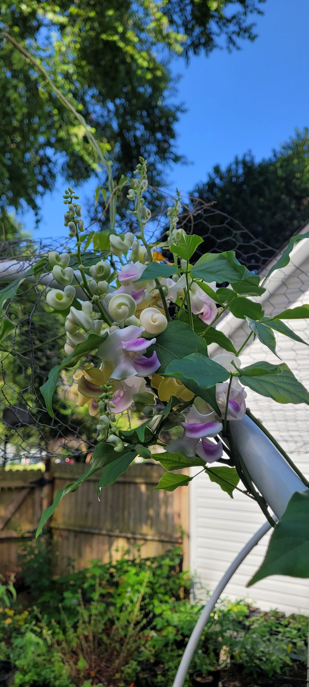 Snail Vine - Live Plant