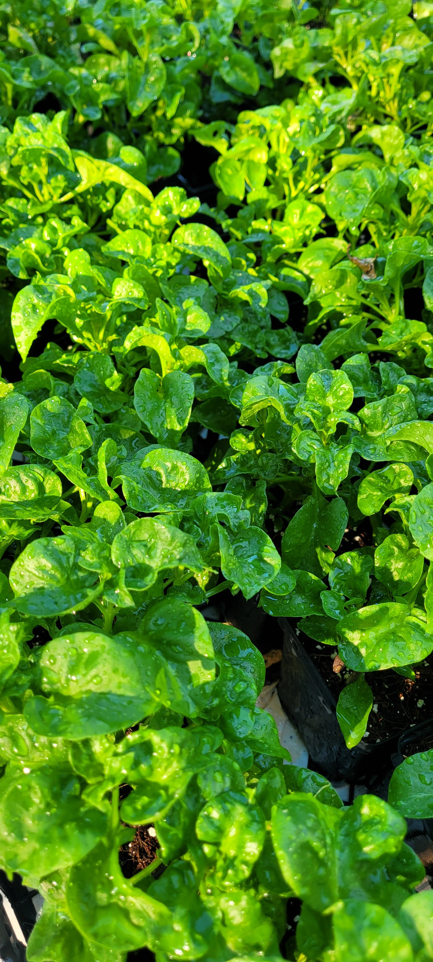Sissoo Spinach - Live Plant