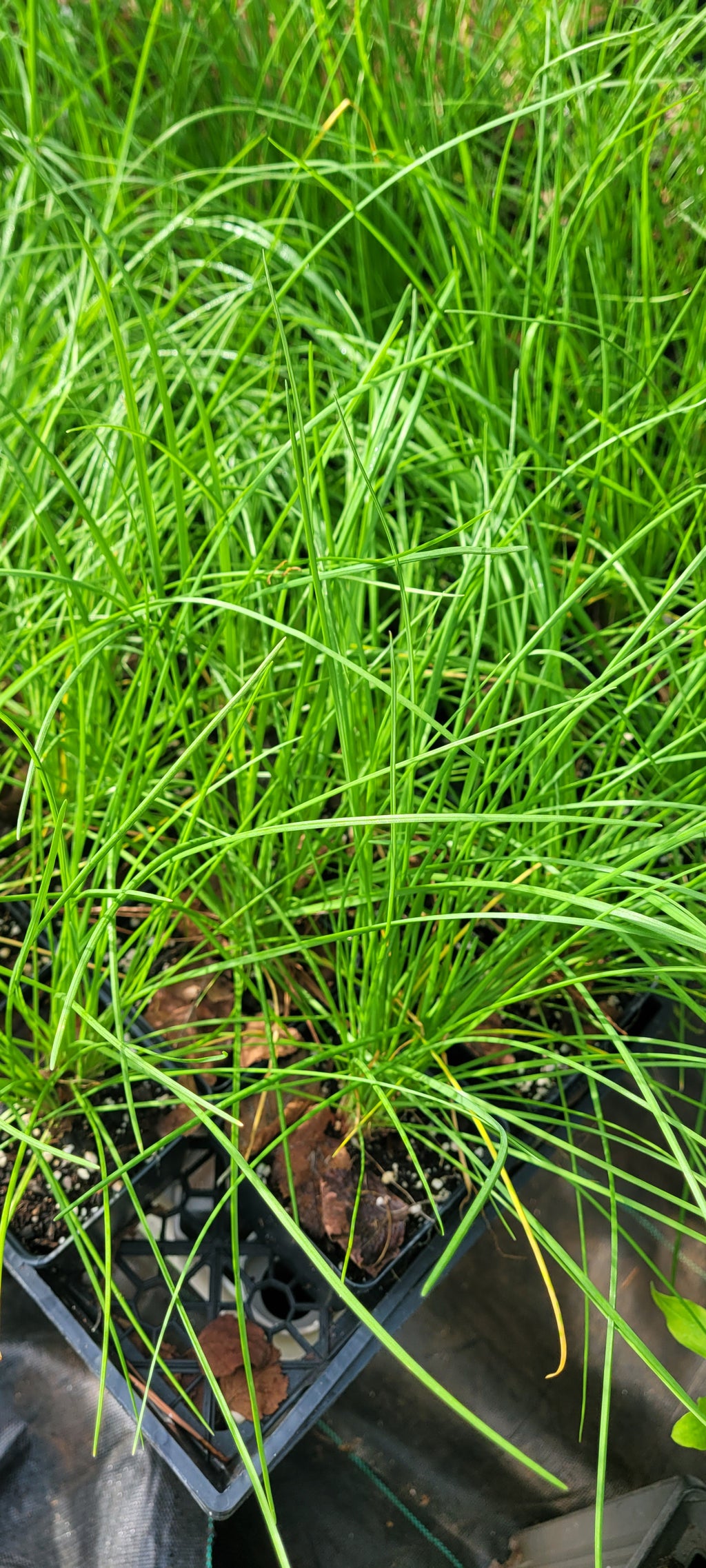 Wild Garlic - Live Plant