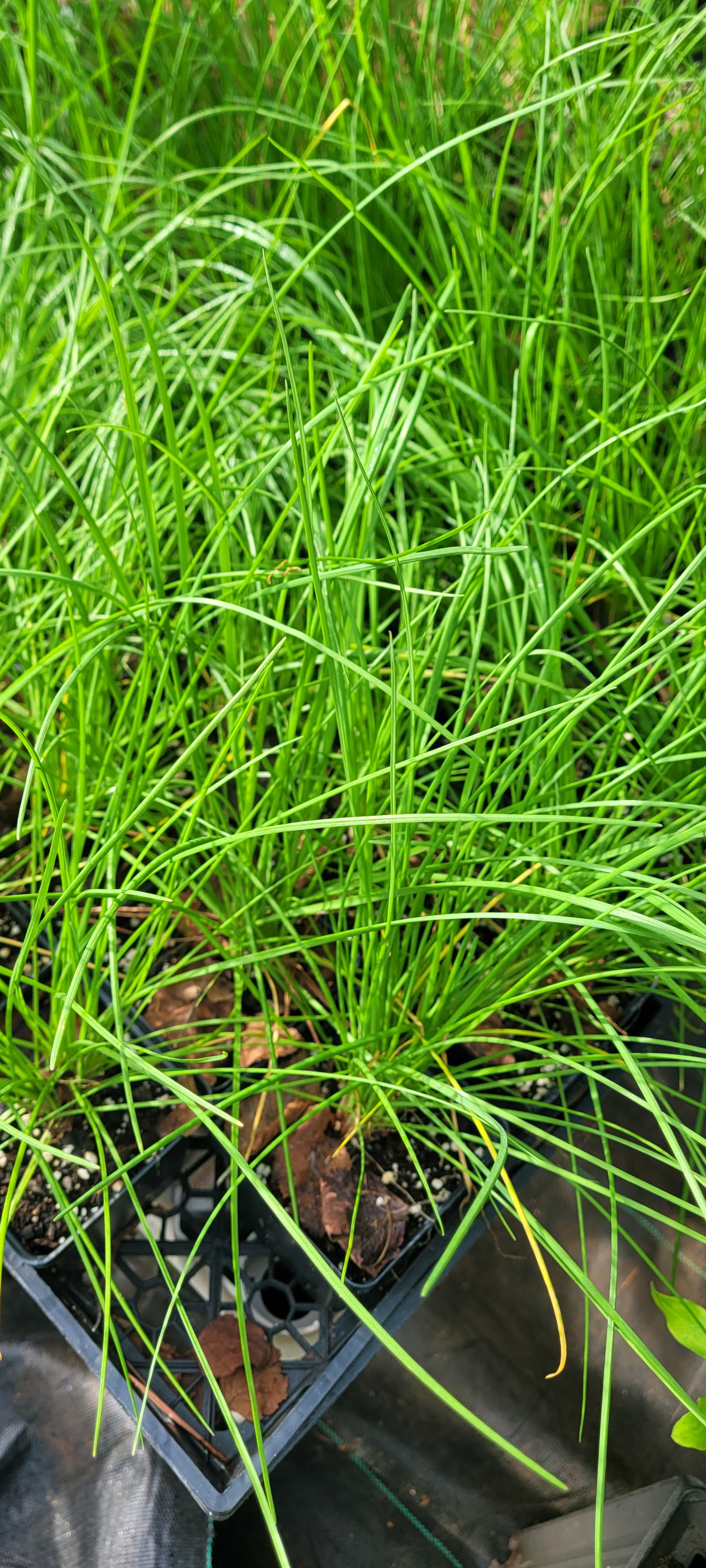 Wild Garlic - Live Plant
