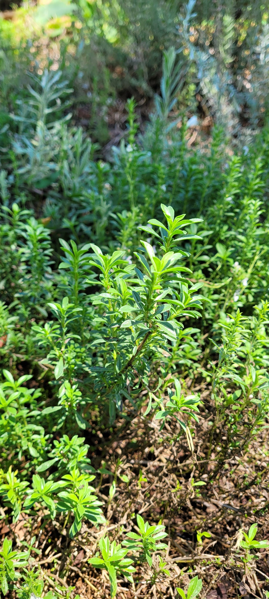 Winter Savory - Live Plant