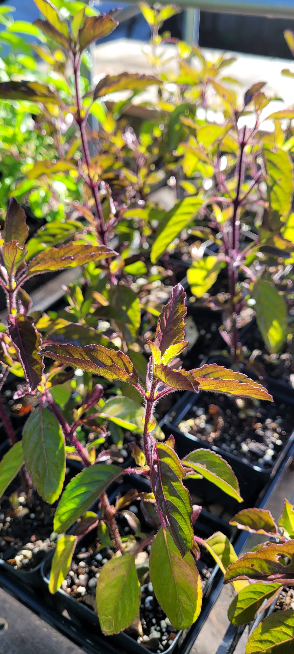 Tulsi "Krishna" - Live Plant