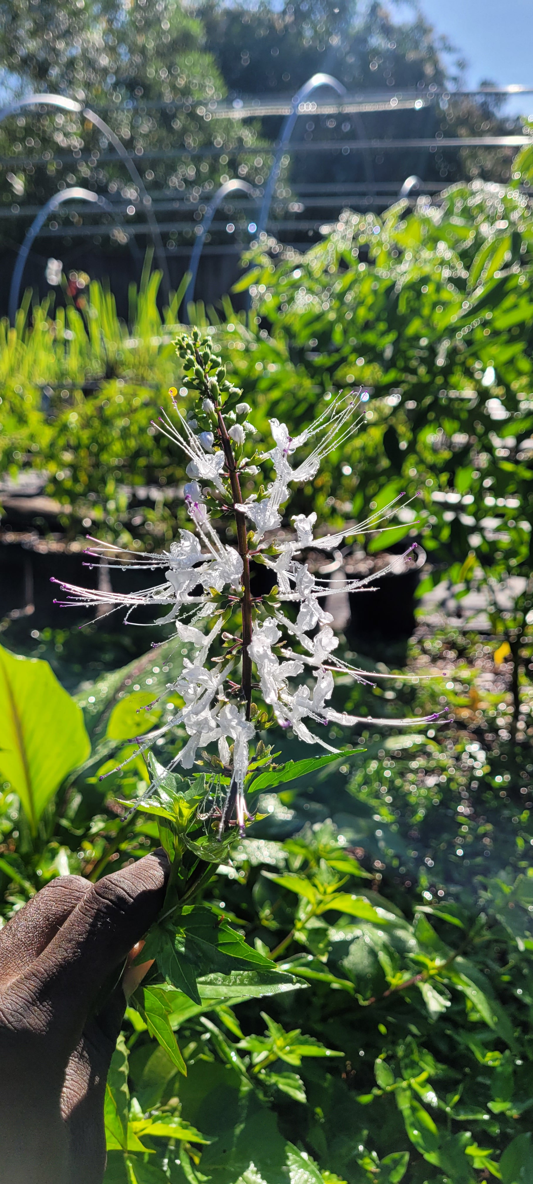 Cat Whiskers - Live Plant