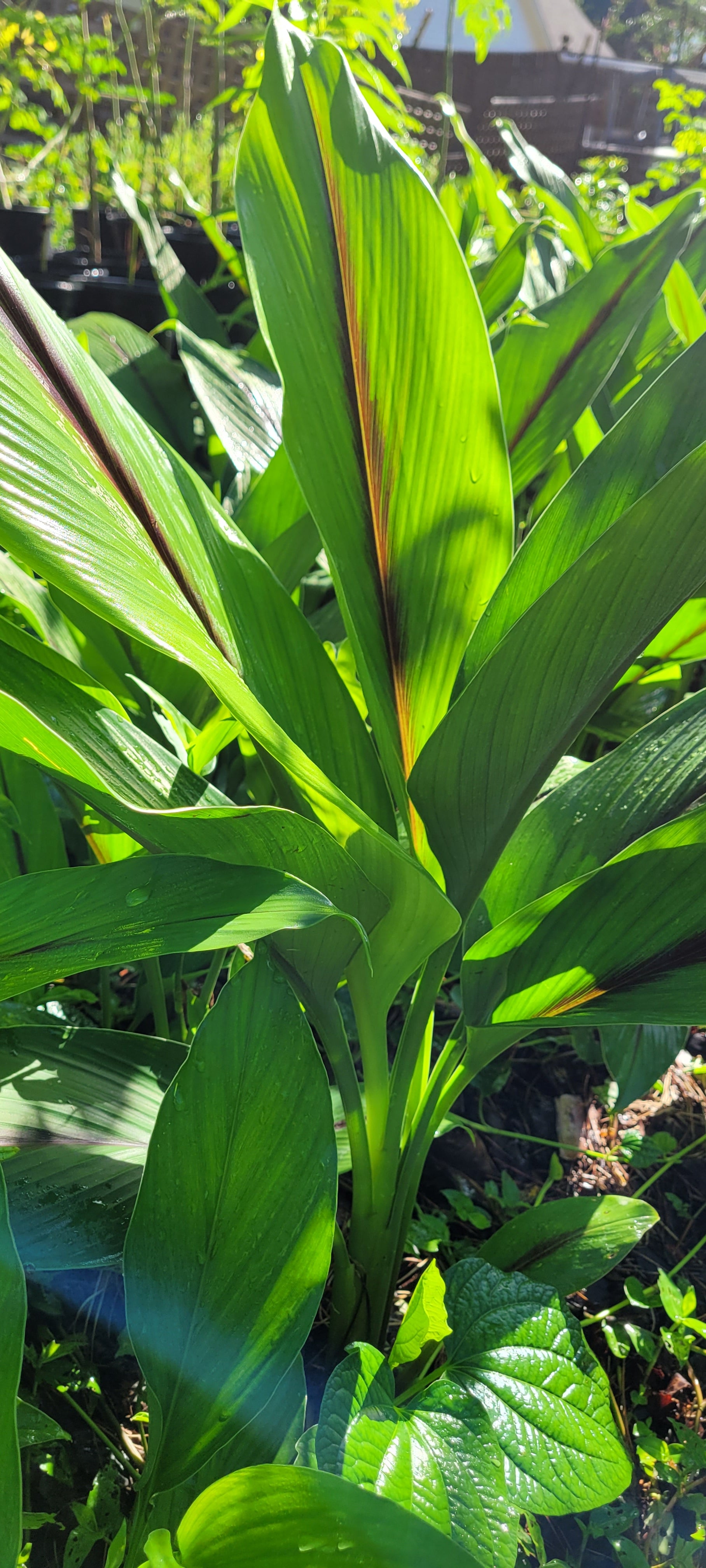 Turmeric "Black" - Live Plant