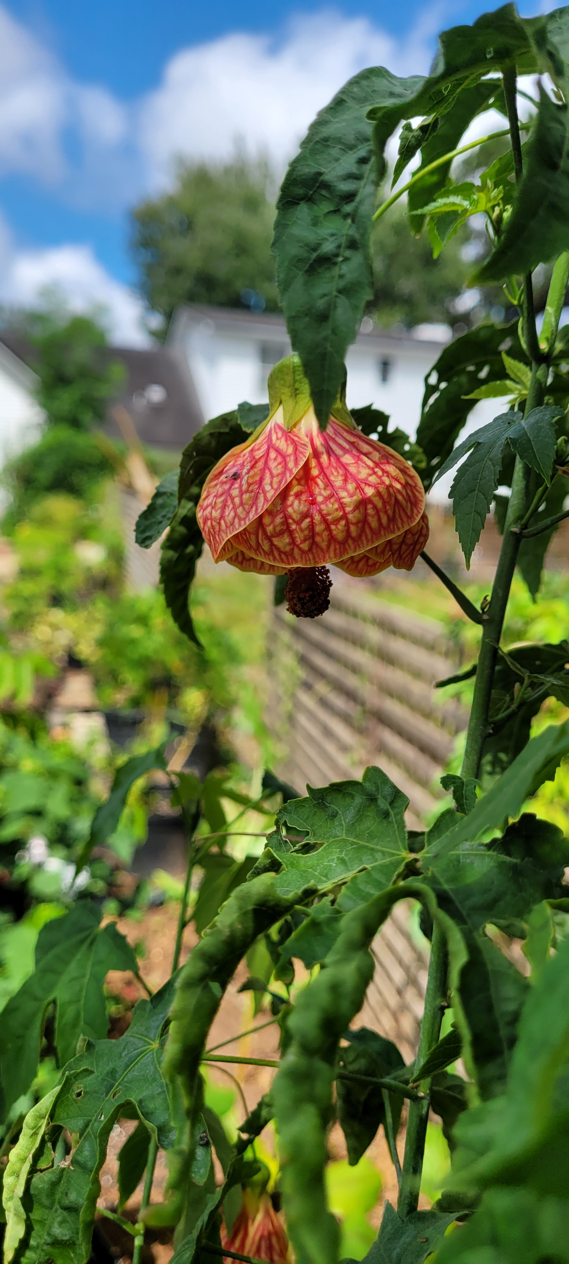 Abutilon "Tiger's Eye" - Live Plant
