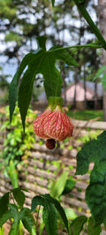 Abutilon "Tiger's Eye" - Live Plant