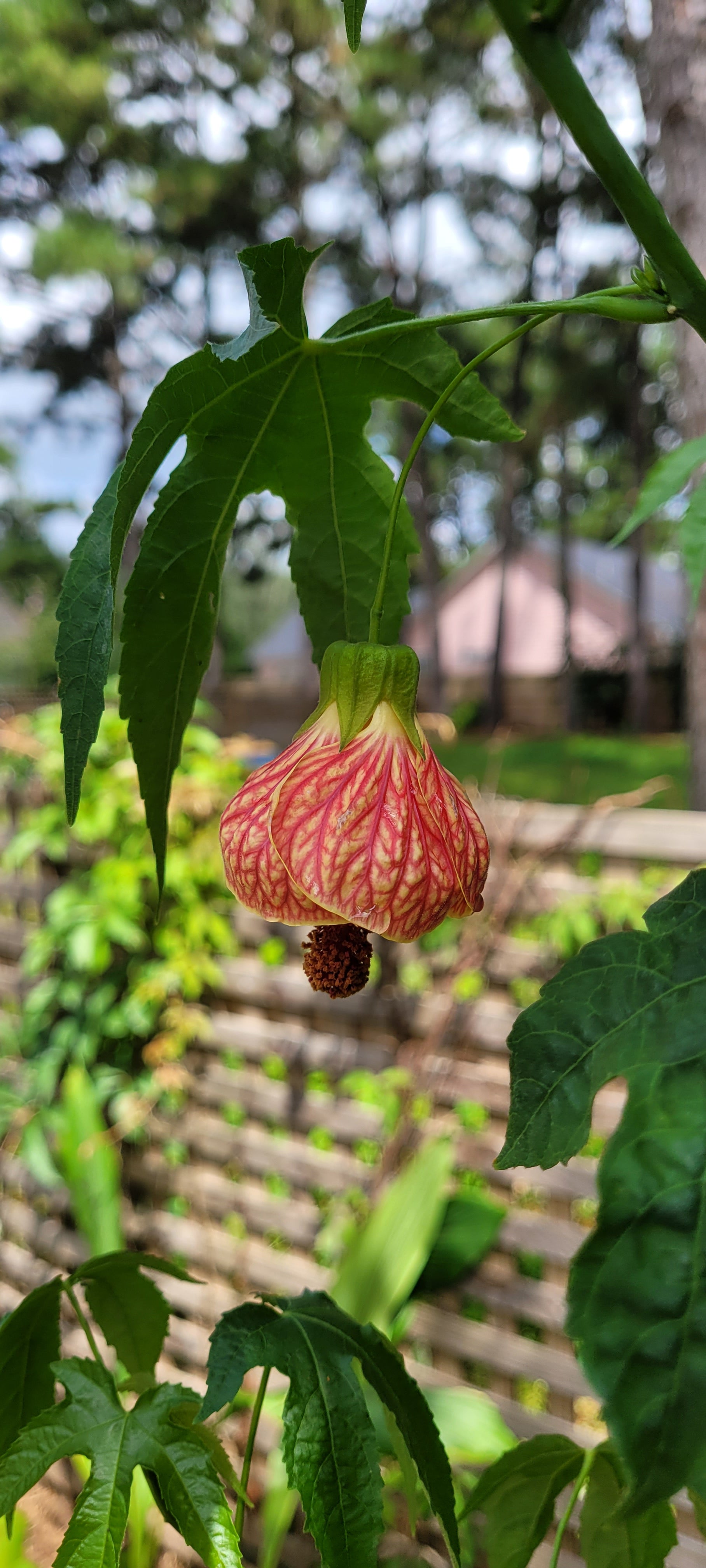 Abutilon "Tiger's Eye" - Live Plant