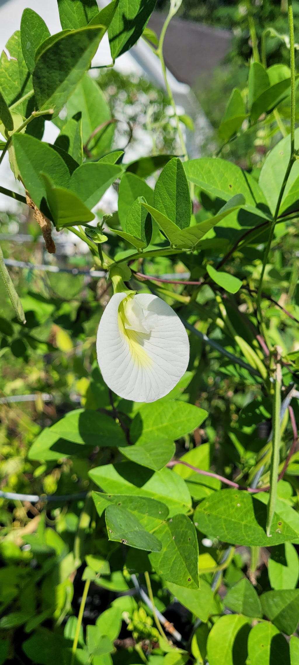 Butterfly Pea "White" - Live Plant
