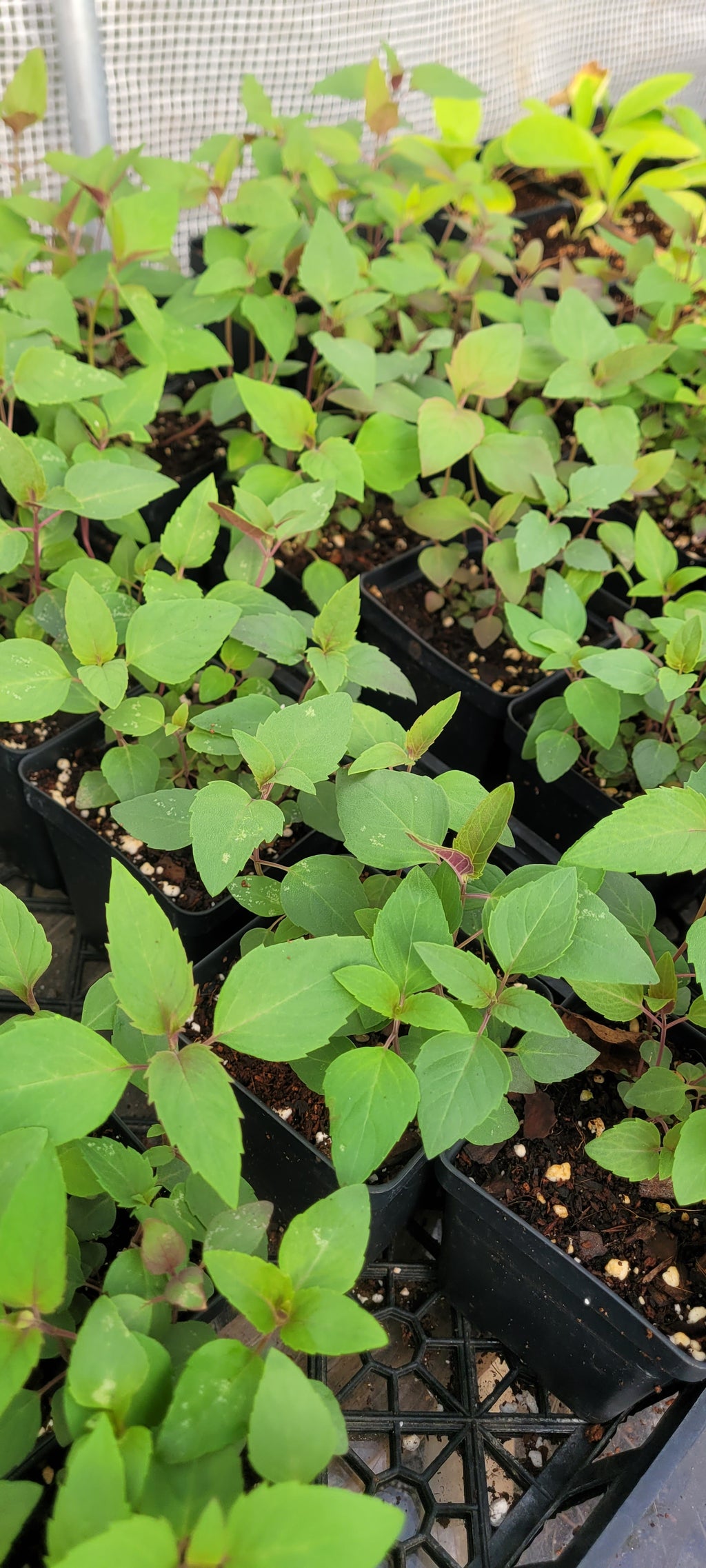 Bee Balm "Wild" - Live Plant