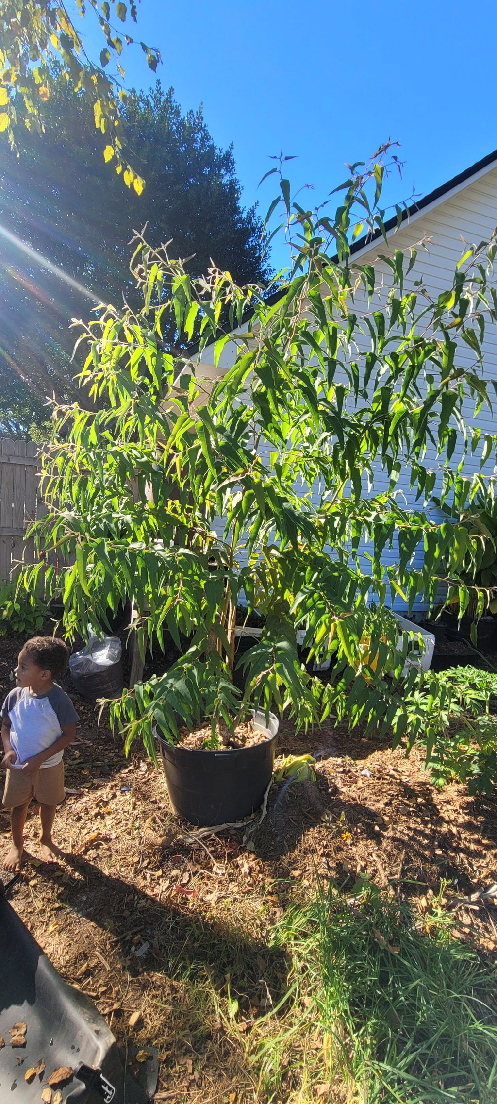 Eucalyptus "Lemon Scented" - Live Plant