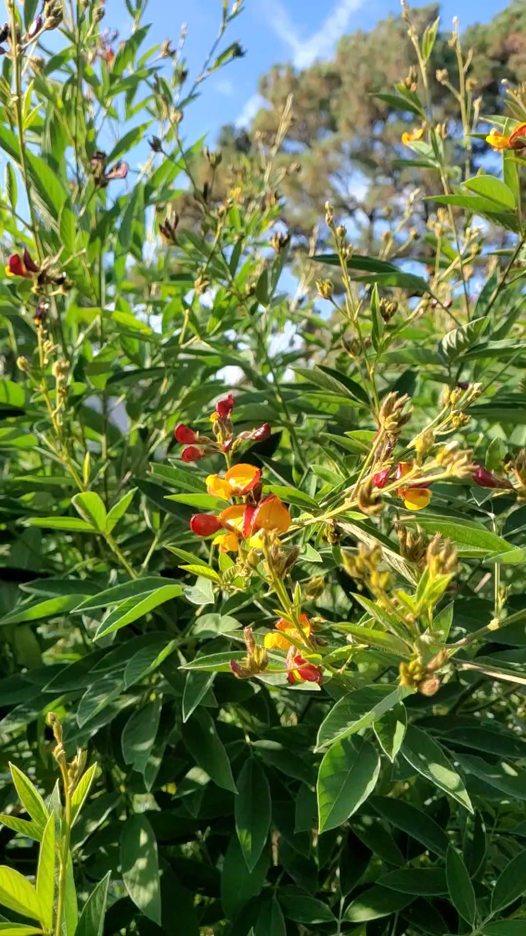 Pigeon Pea 99w - Live Plant
