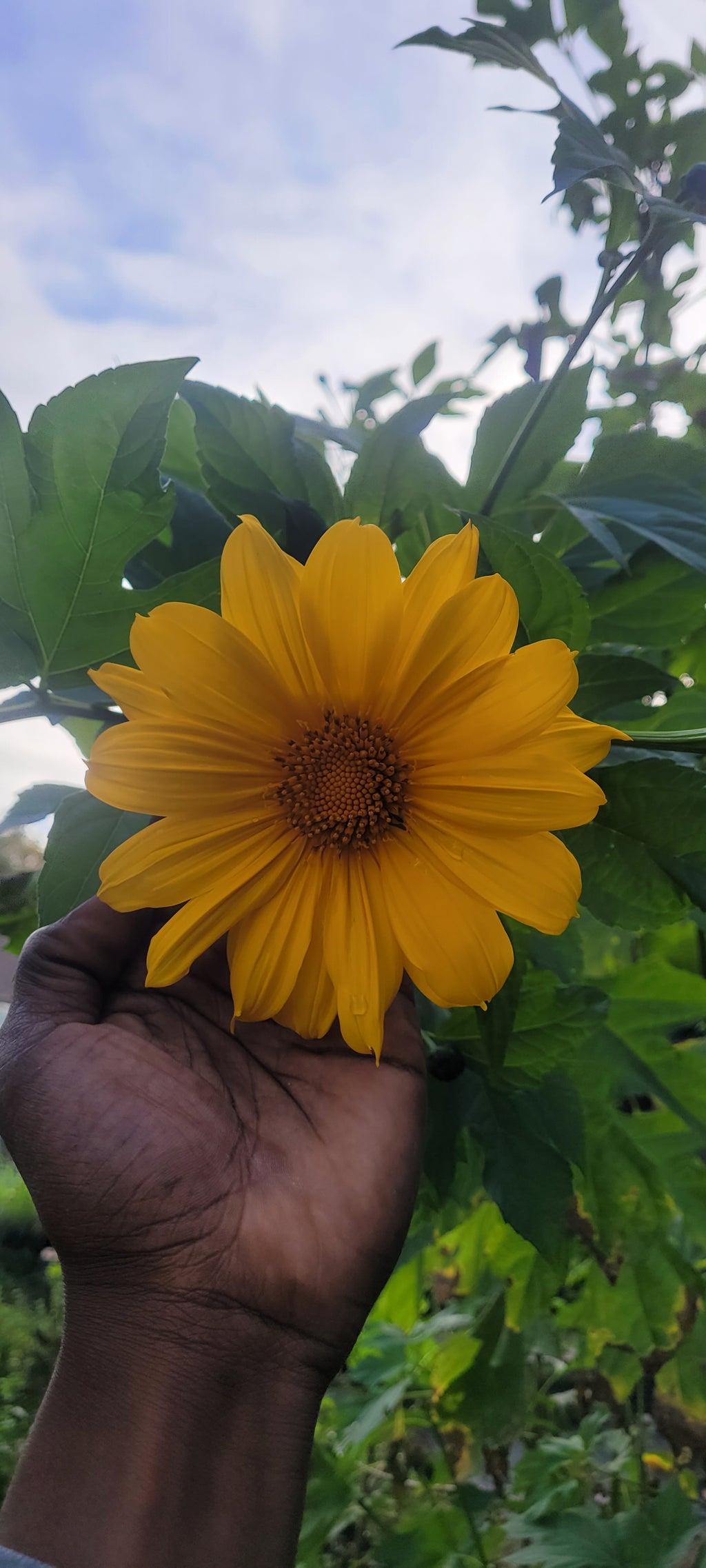 Mexican Sunflower "Tree" - Live Plant