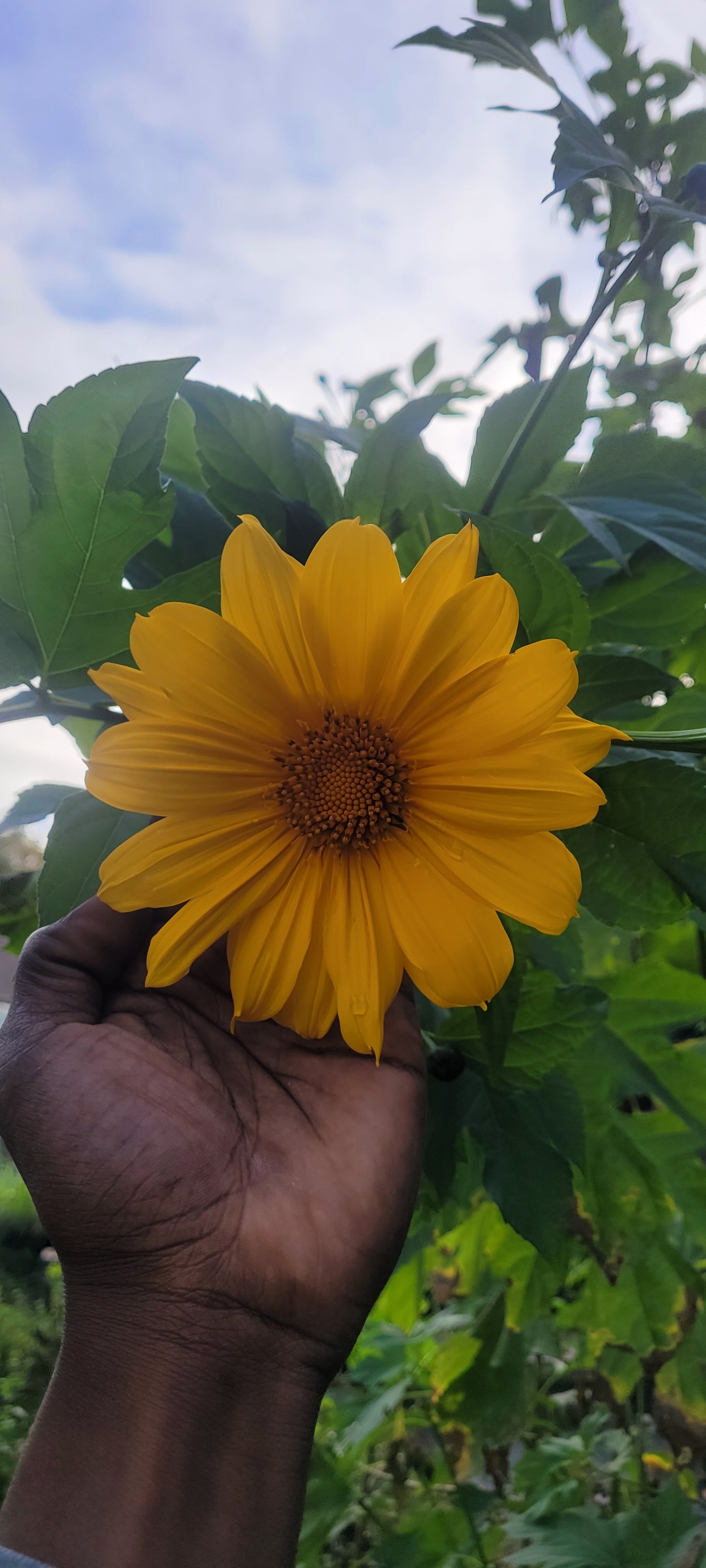 Mexican Sunflower "Tree" - Live Plant