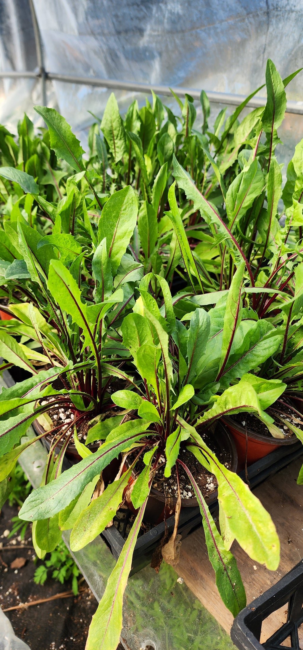 Dandelion "Italiko Rosso Red" - Live Plant