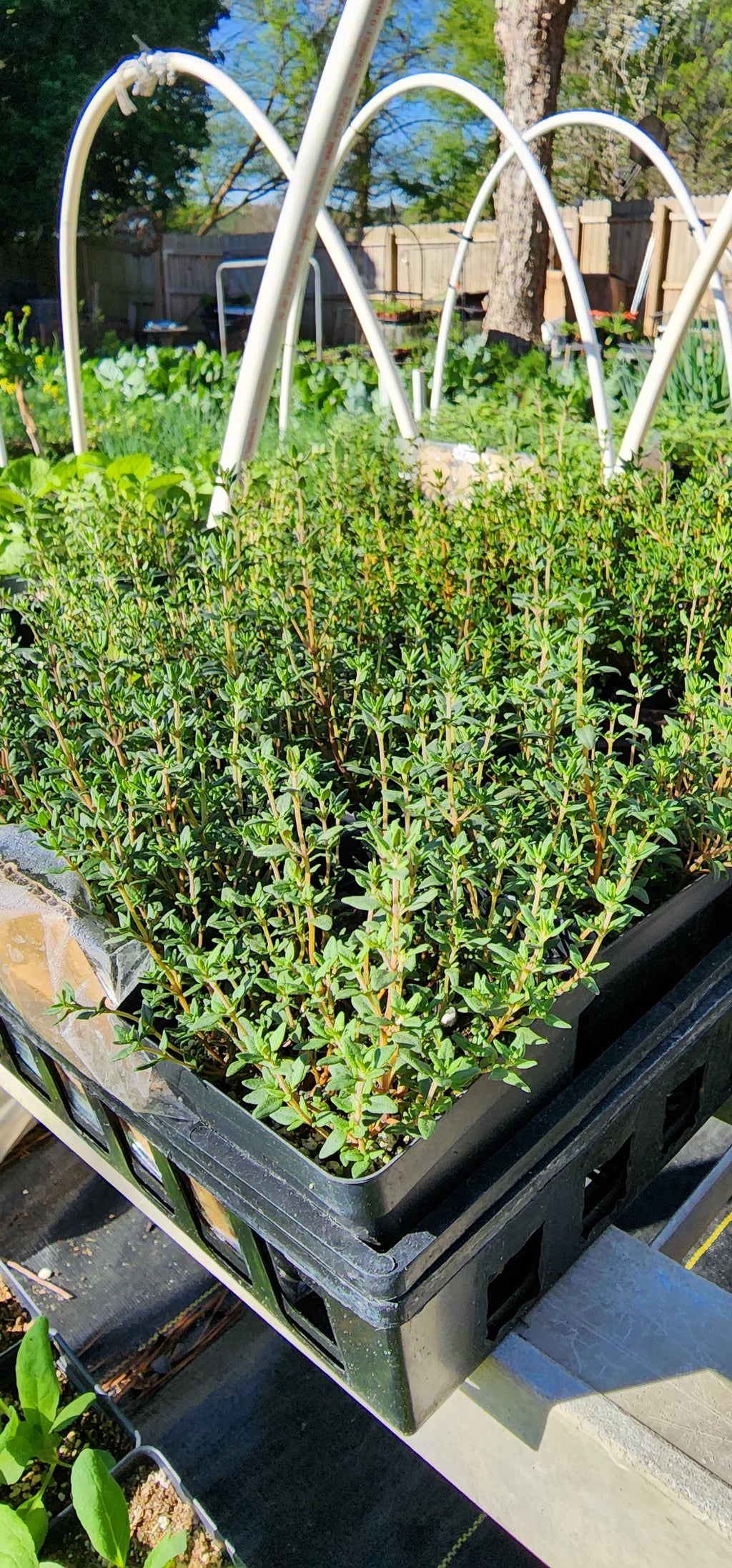 Thyme "English" - Live Plant