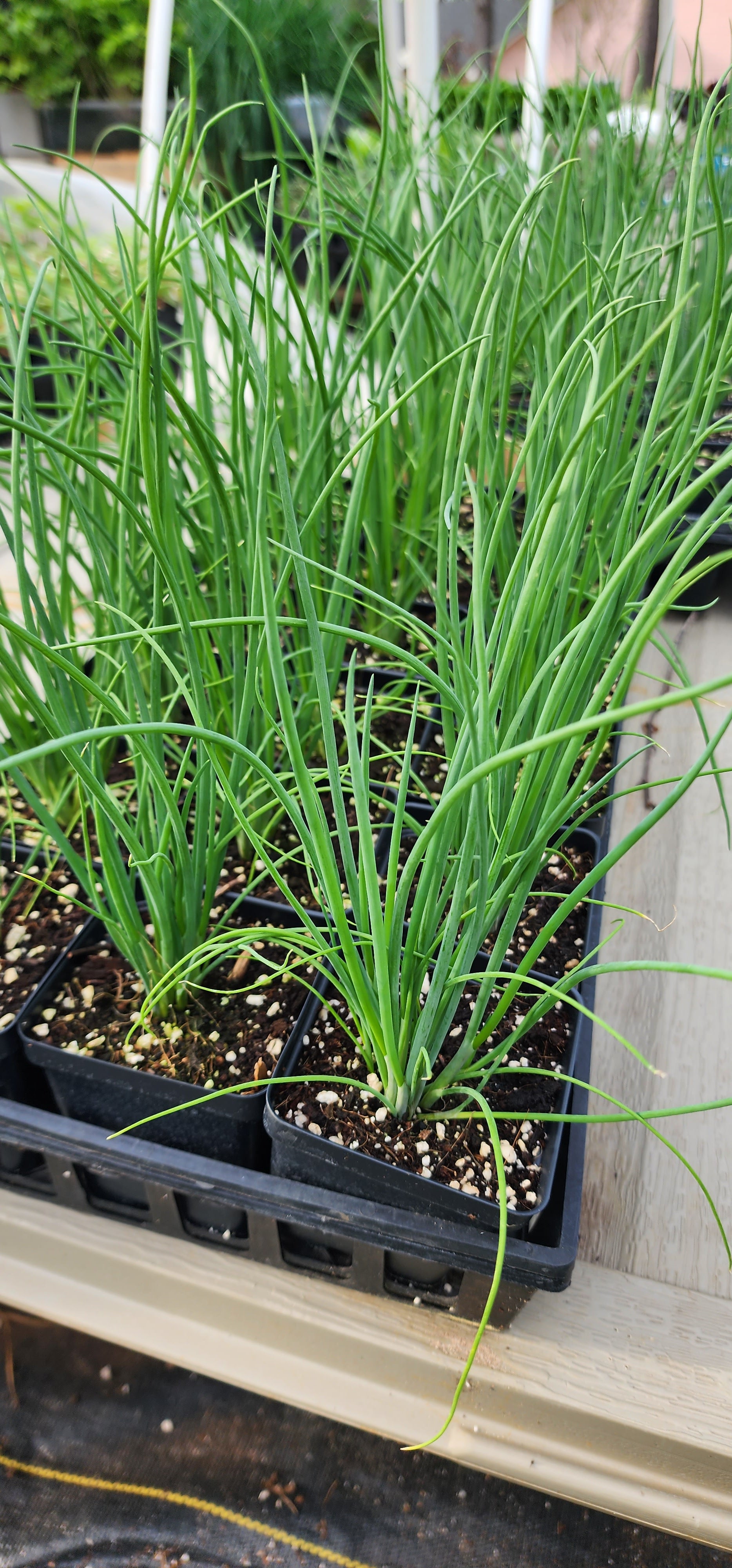Chives "Onion" - Live Plant