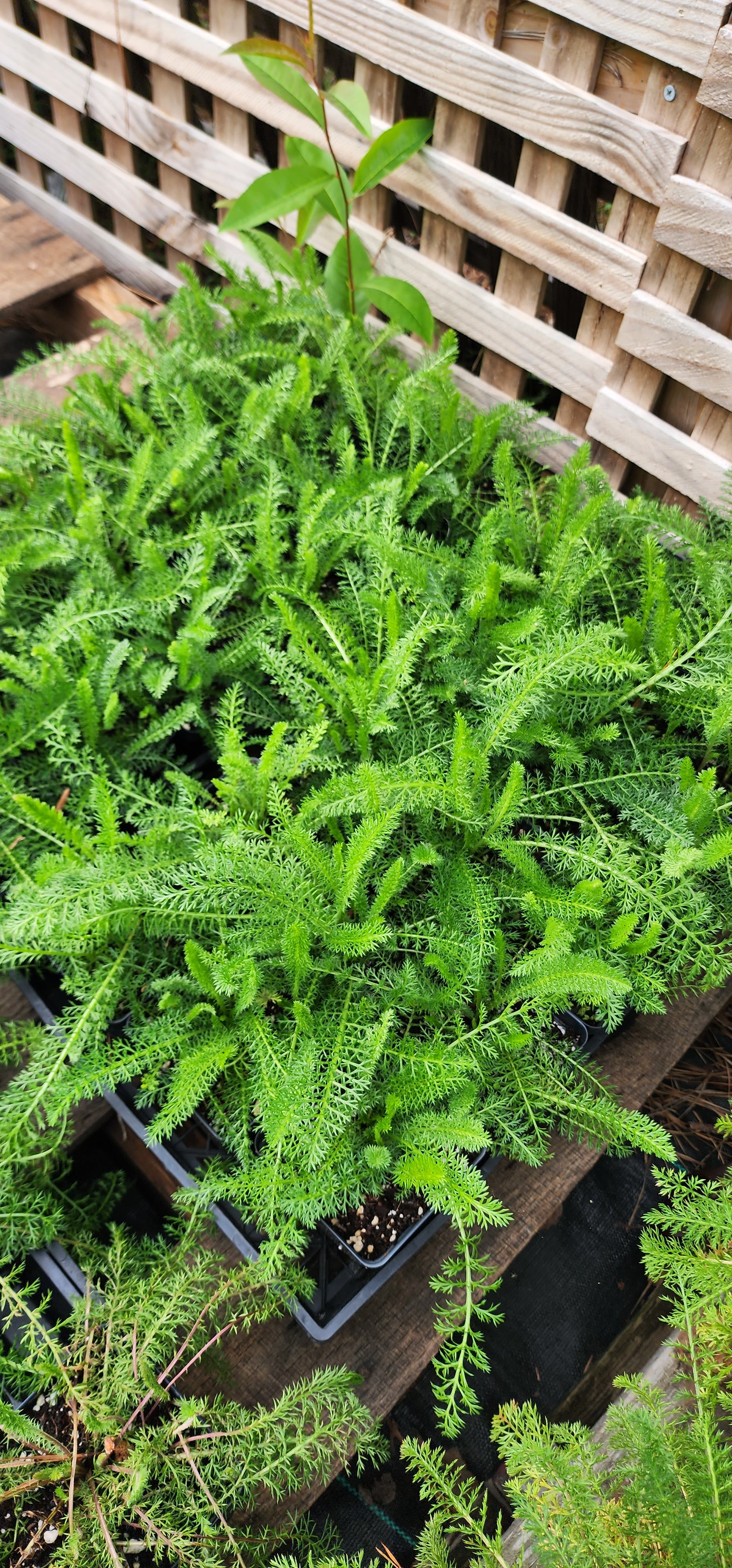Yarrow - Live Plant