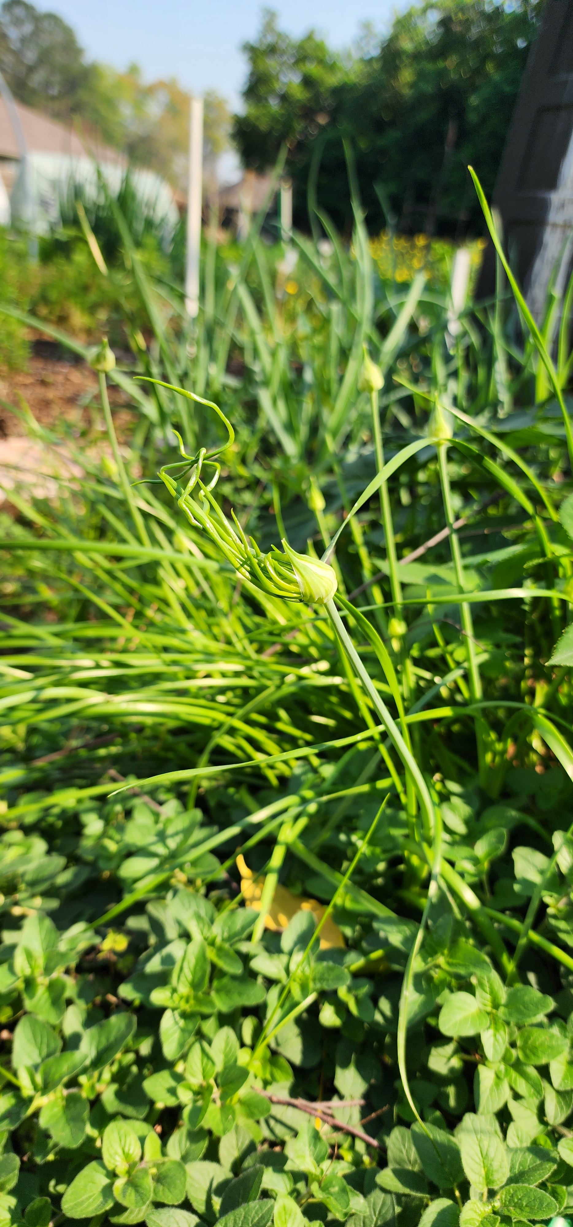 Wild Garlic - Live Plant