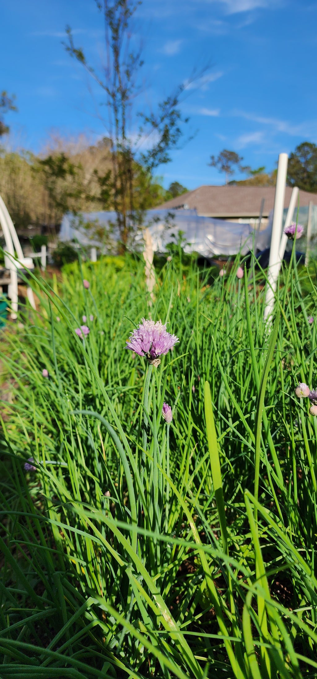 Chives "Onion" - Live Plant