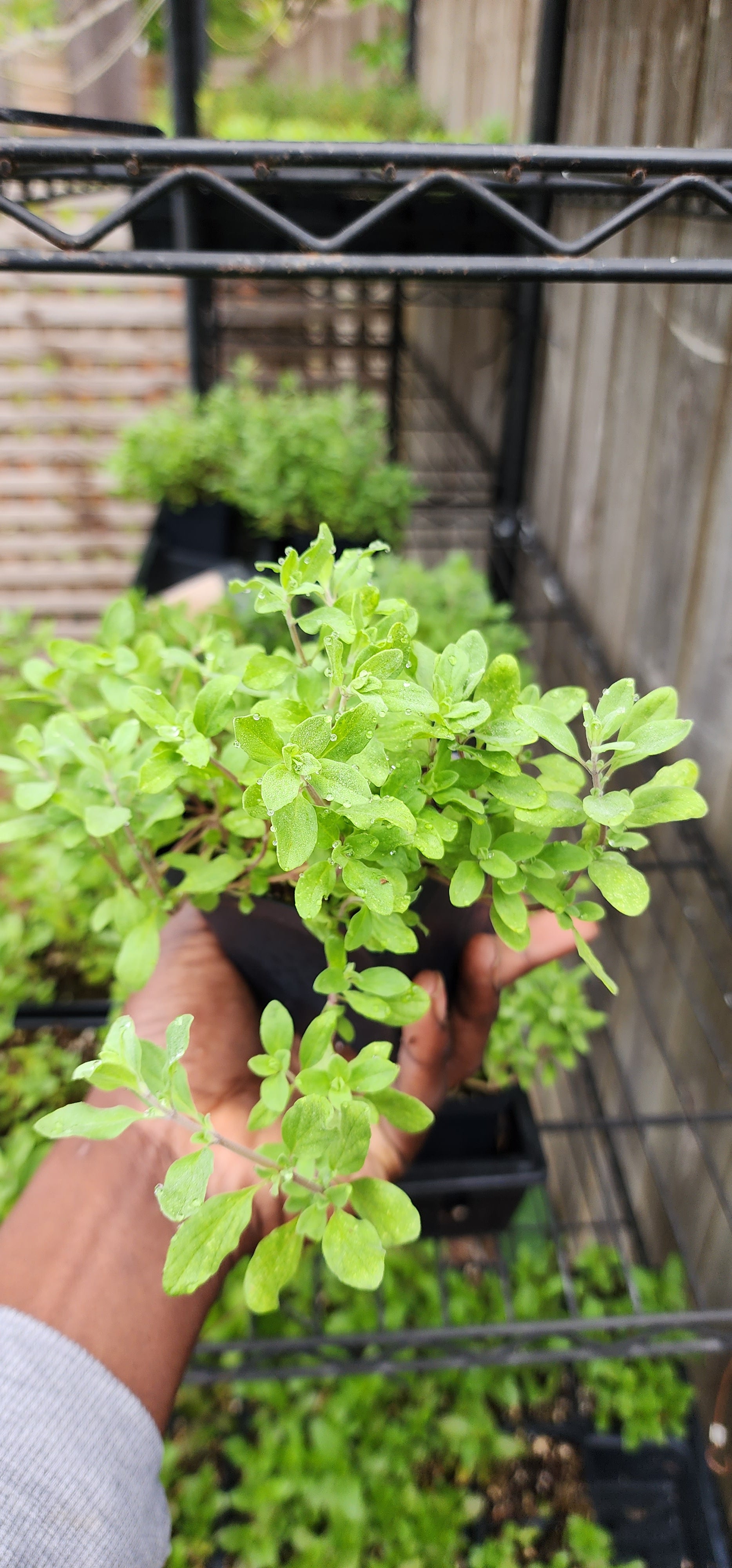 Marjoram - Live Plant