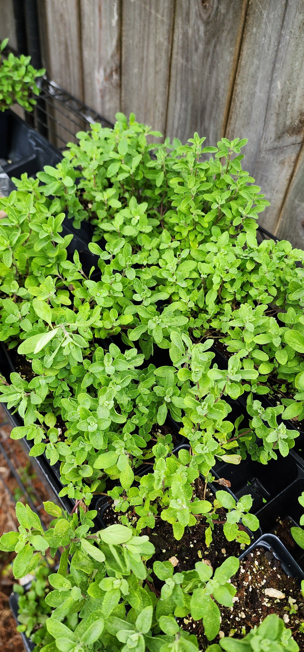Marjoram - Live Plant