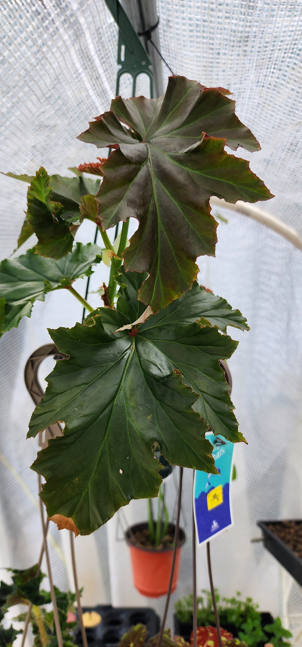 Begonia "Angel's Wing" - Live Plant