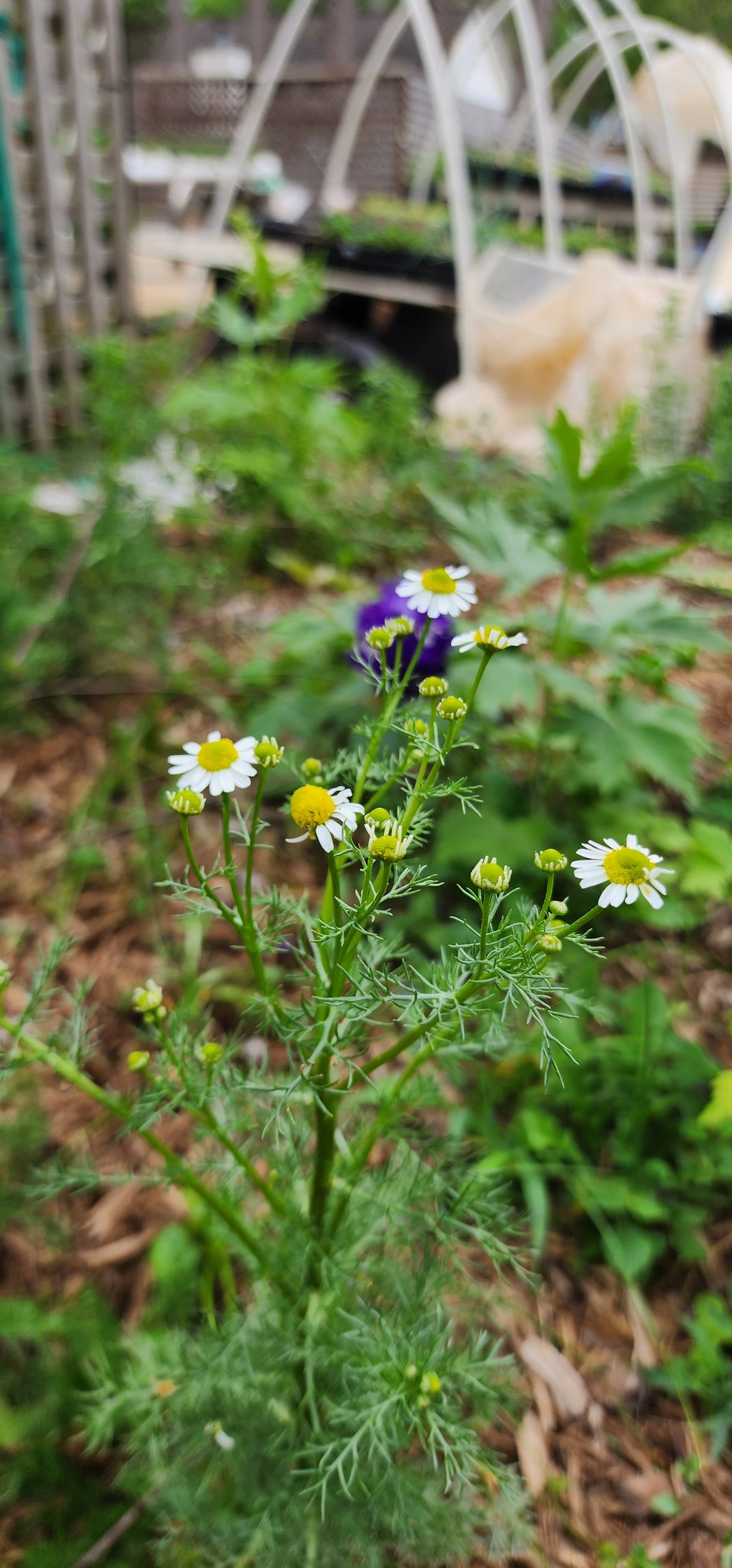 Chamomile "Roman" - Live Plant