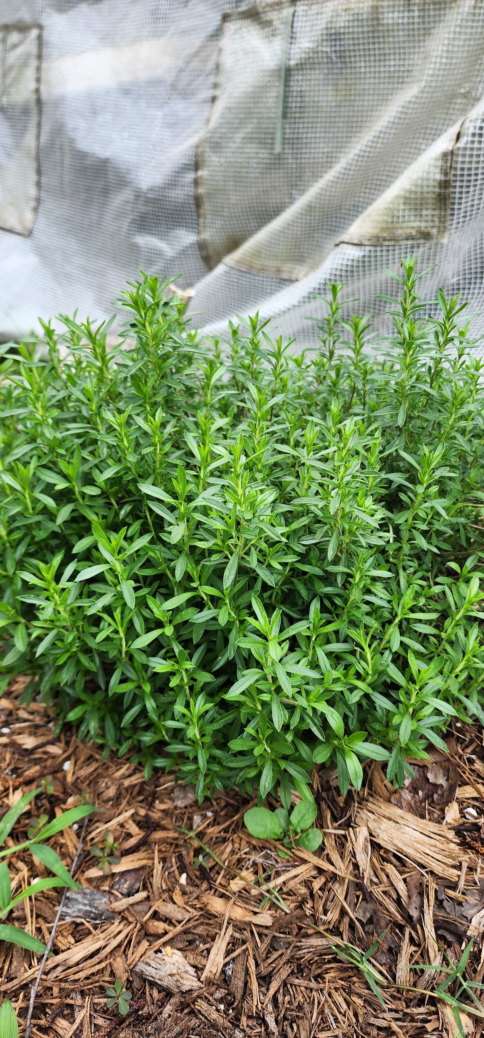 Winter Savory - Live Plant