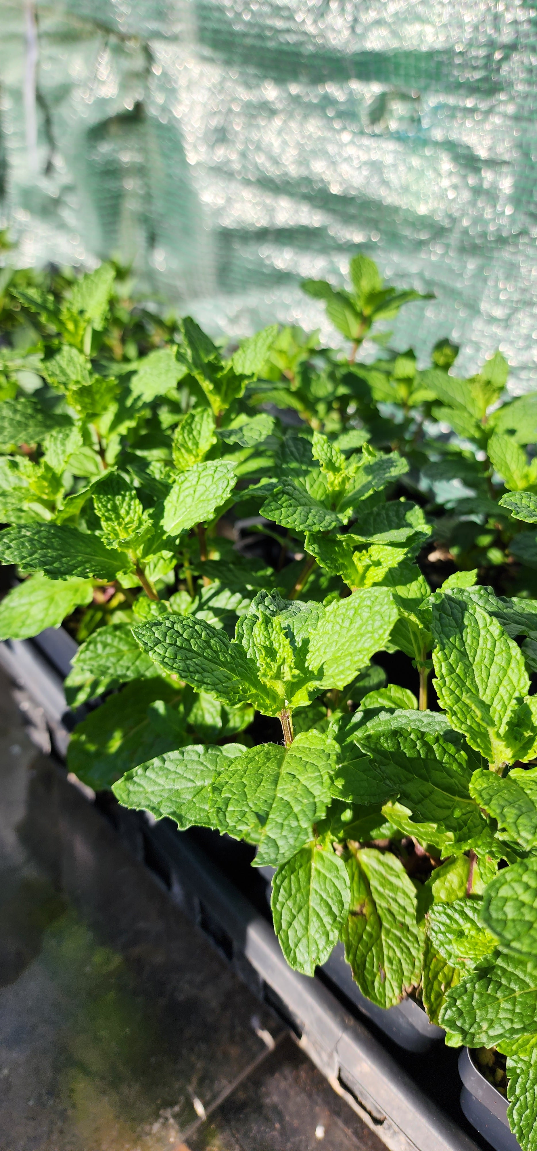 Mint "Mojito" - Live Plant