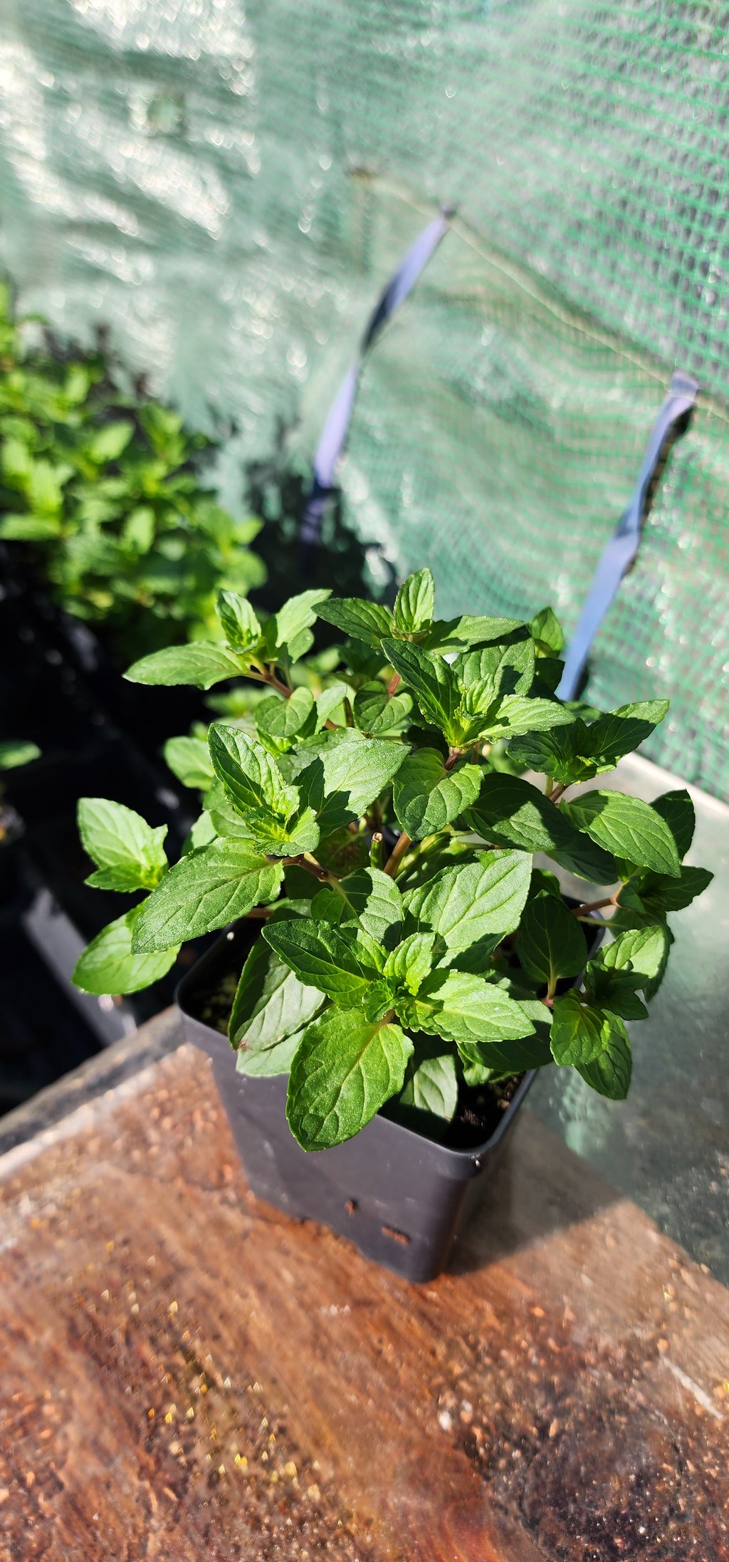 Mint "Chocolate" - Live Plant