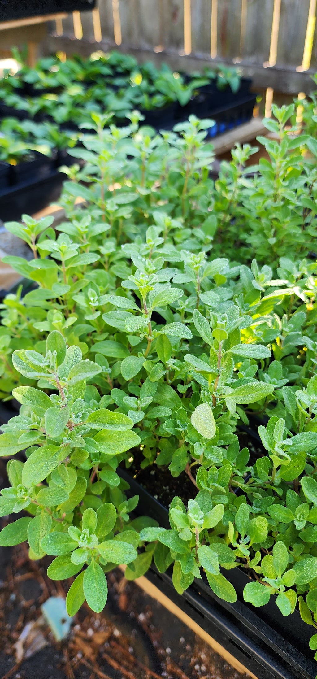 Marjoram - Live Plant