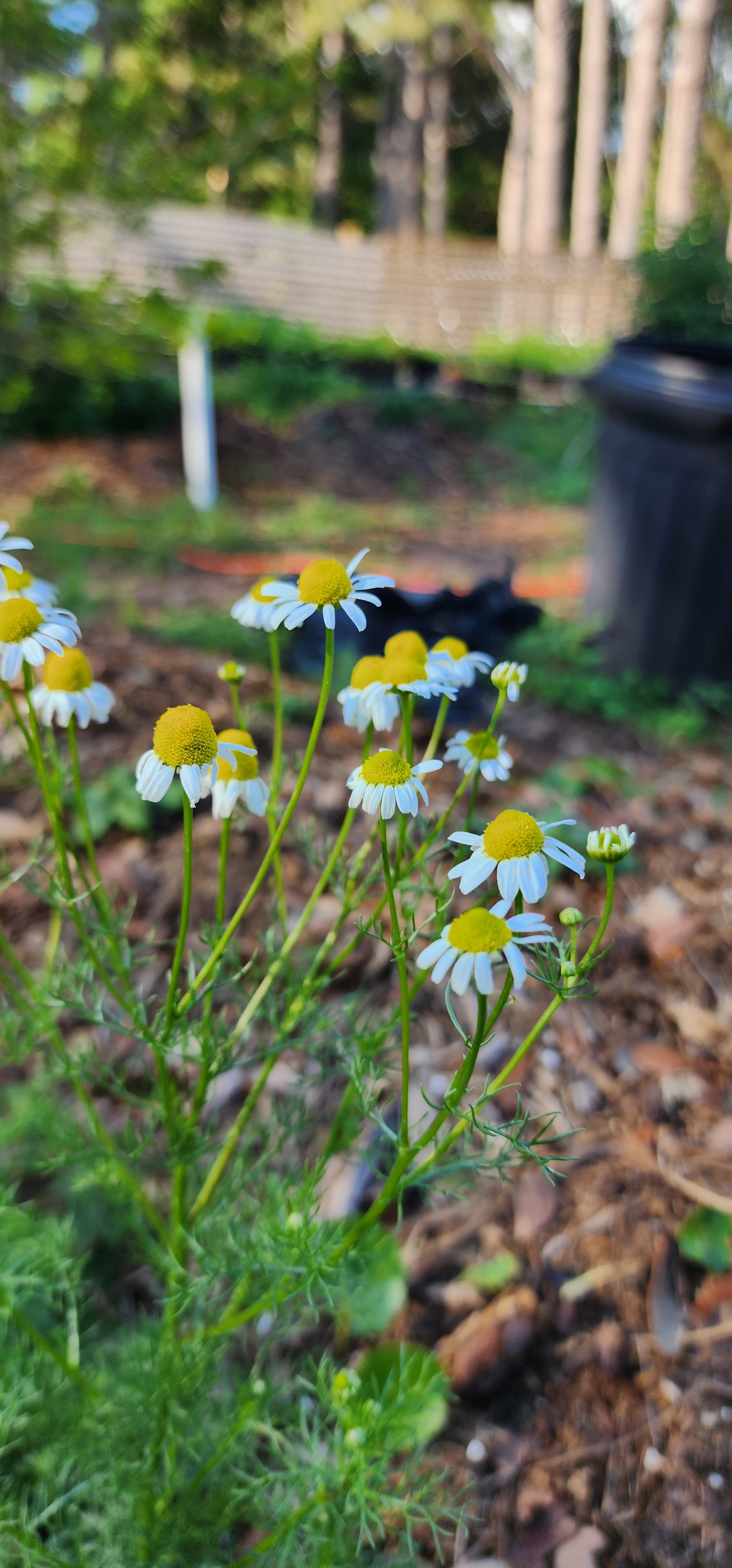 Chamomile - Live Plant