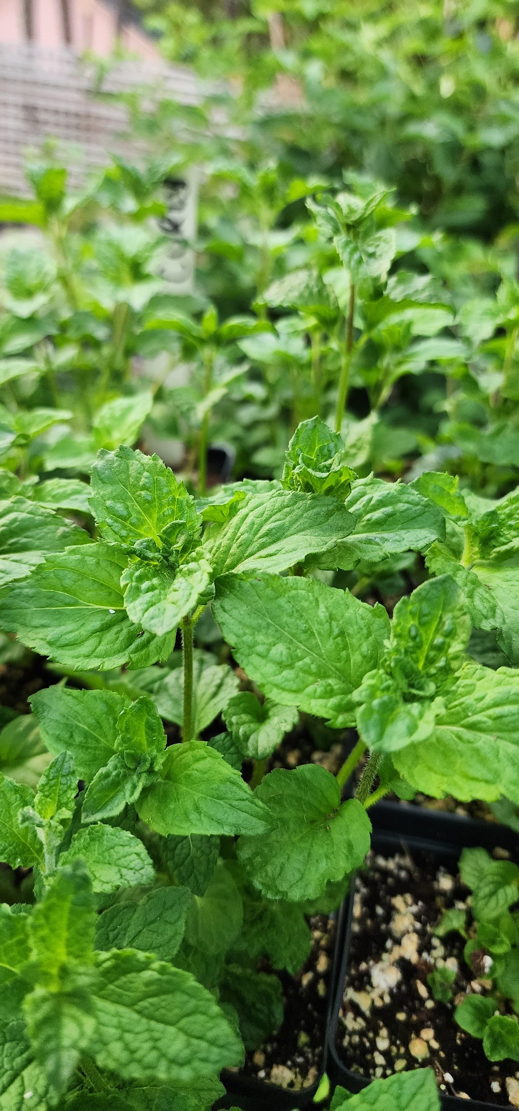 Mint "Mojito" - Live Plant