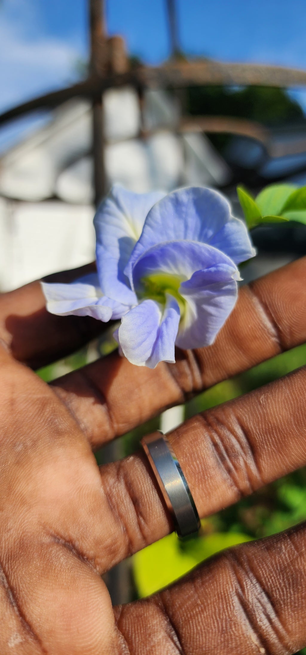Butterfly Pea "Double Sky Blue" - Live Plant