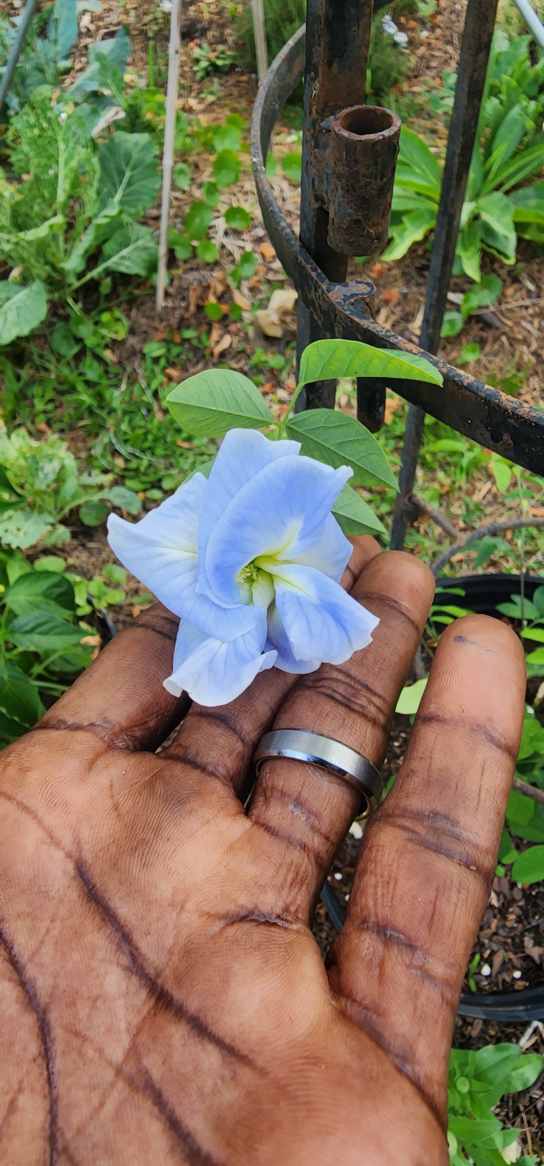 Butterfly Pea "Double Sky Blue" - Live Plant